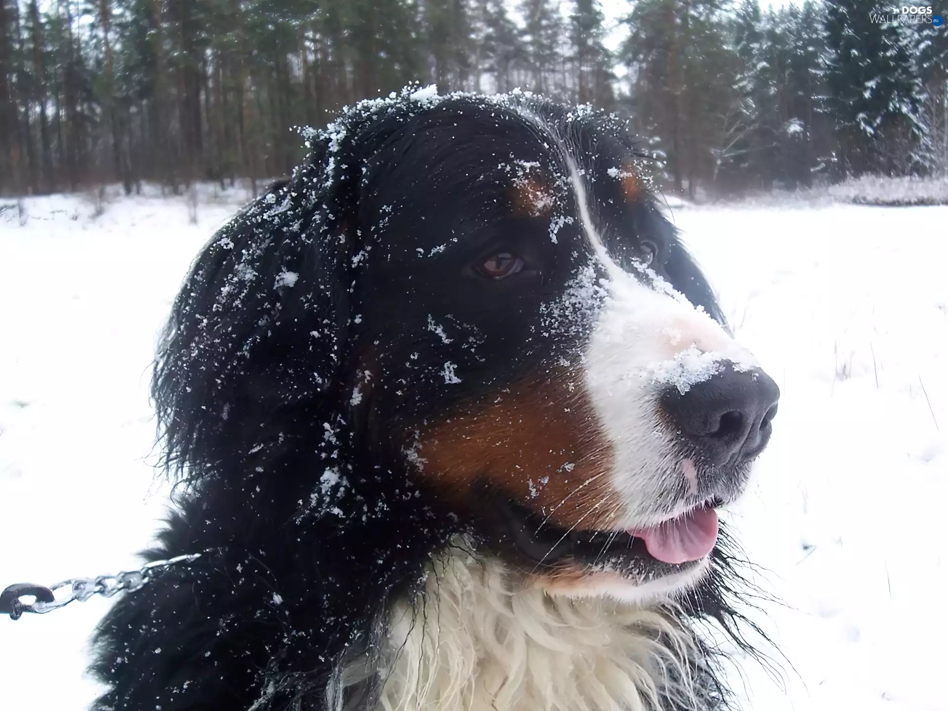Bernese Mountain Dog, snow