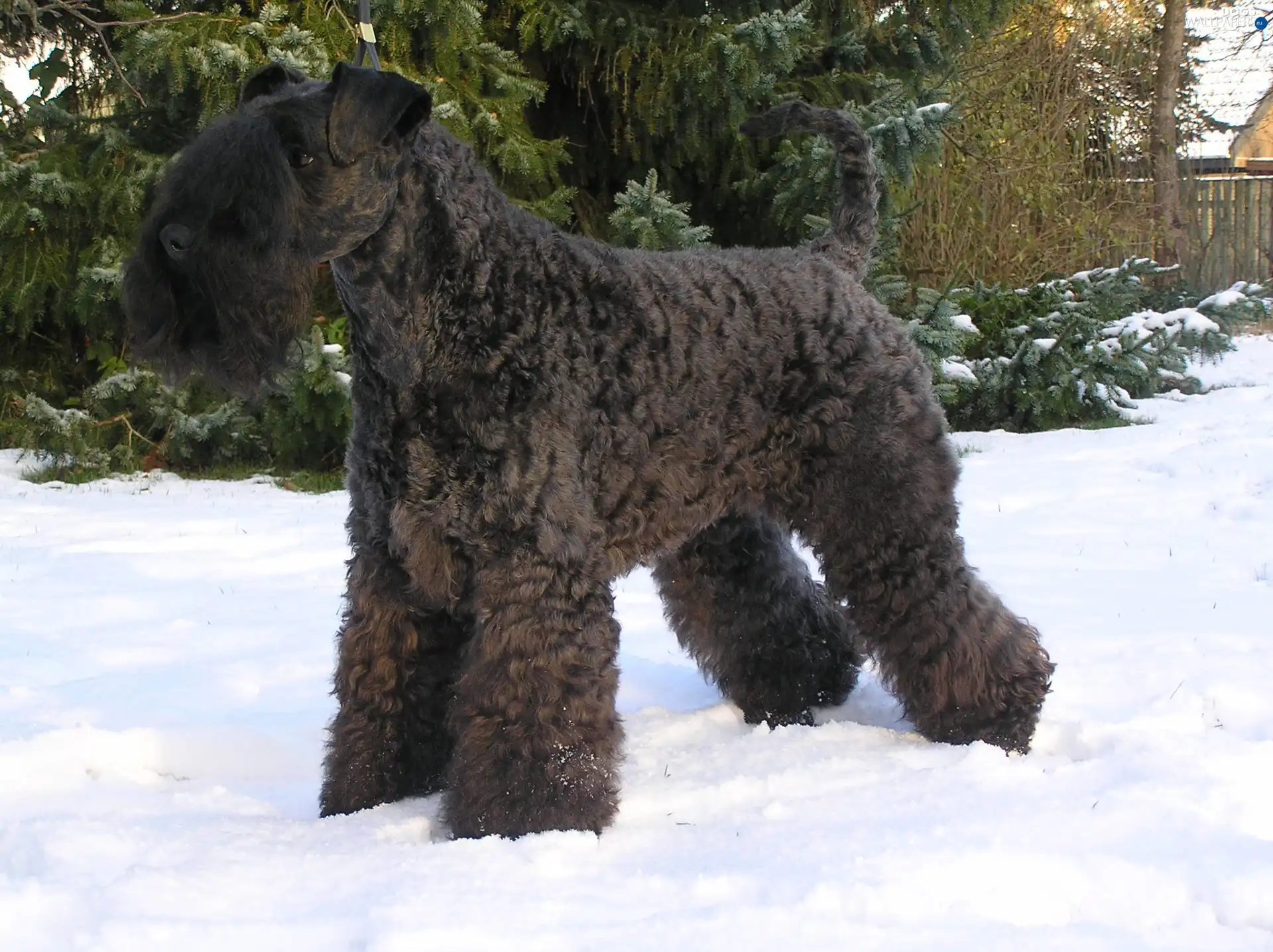snow, Kerry blue terrier