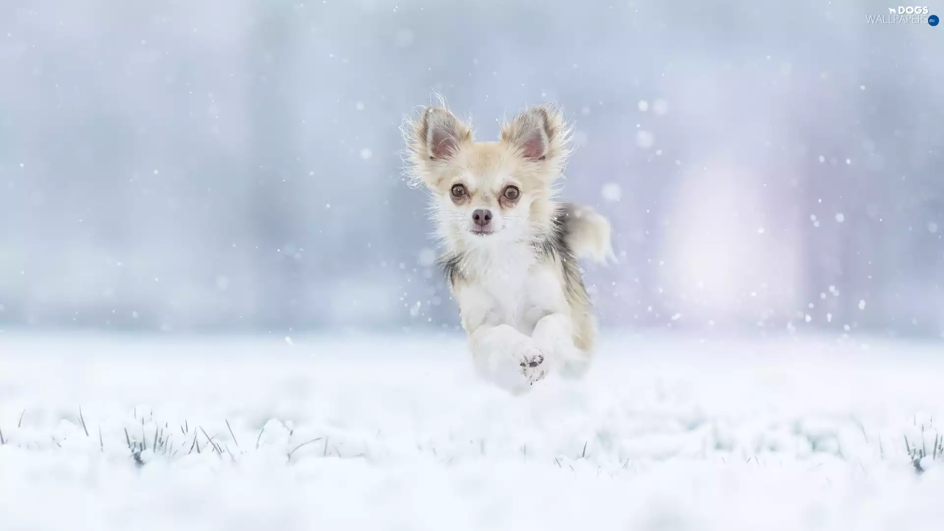 snow, dog, Chihuahua