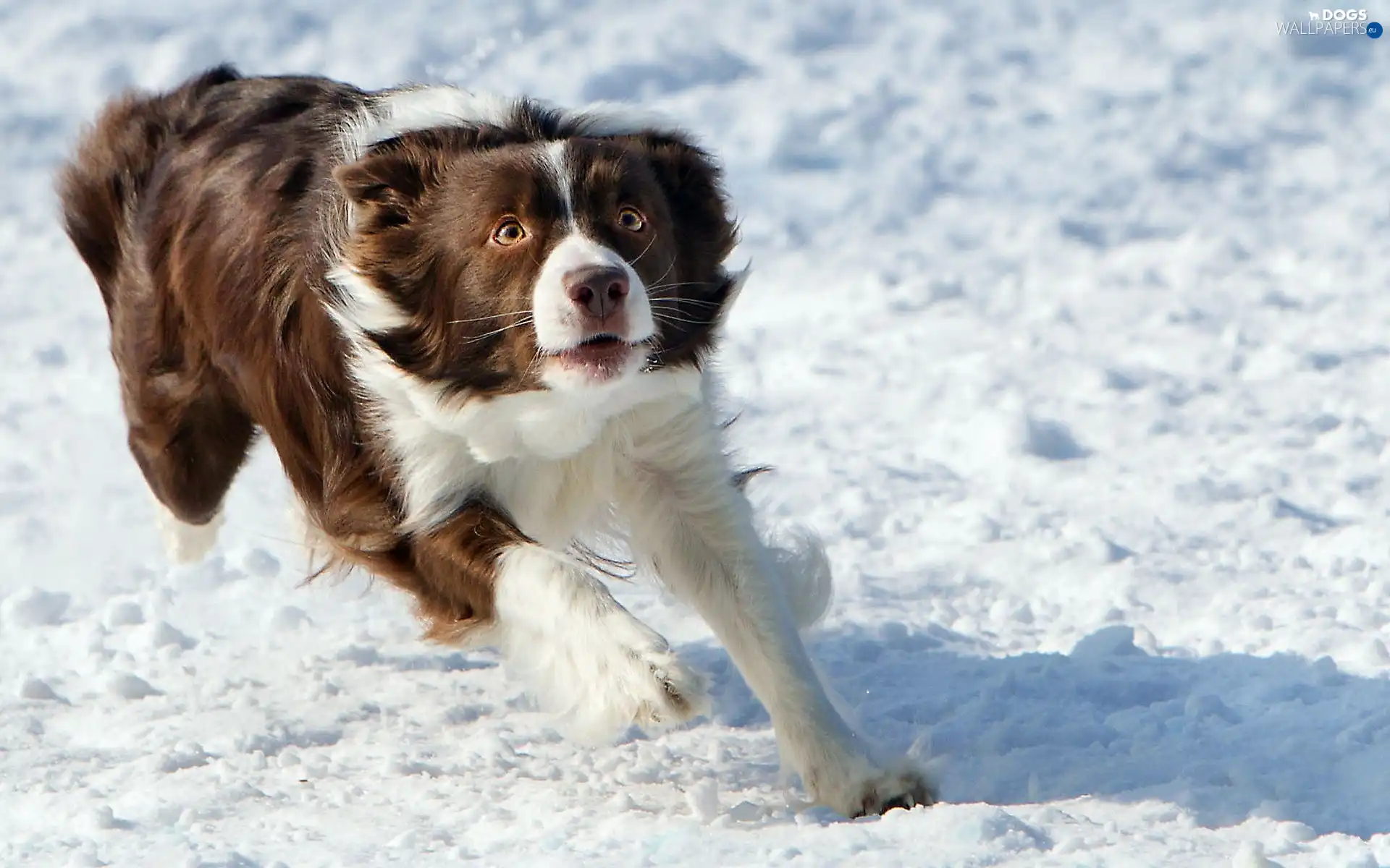 snow, dog