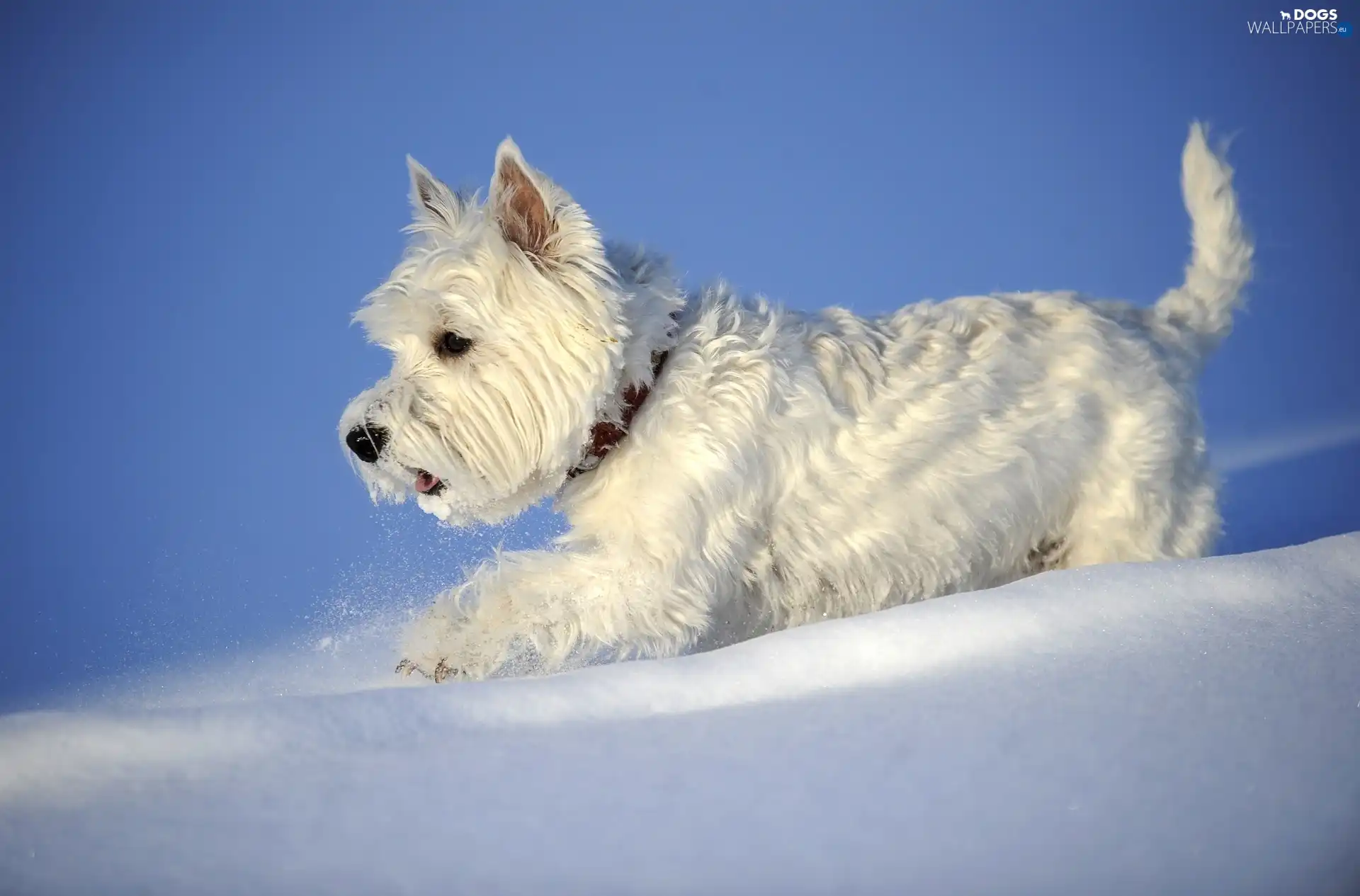 dog, snow, White