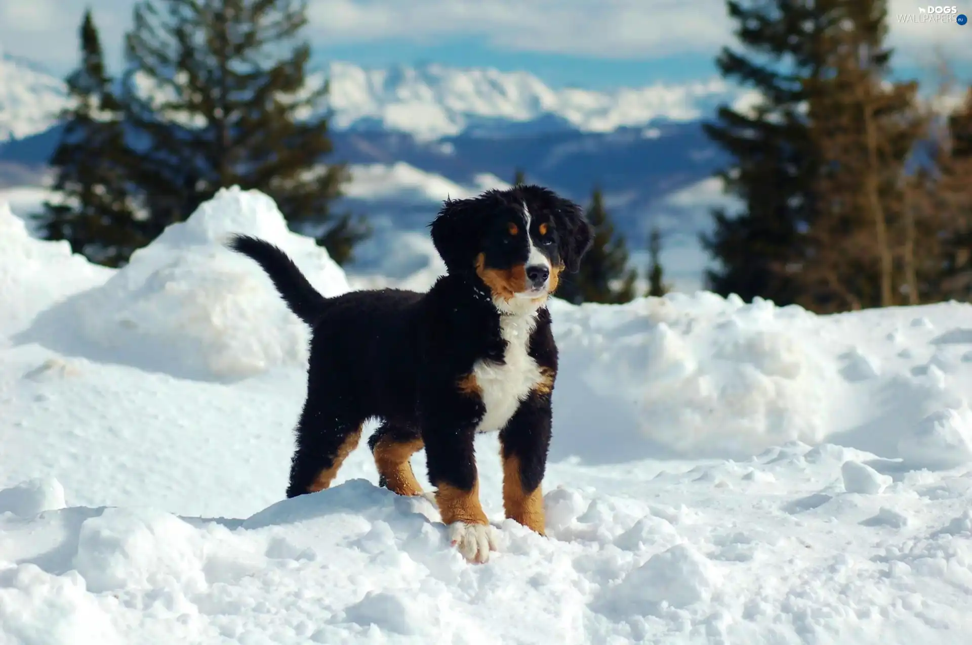 snow, dog