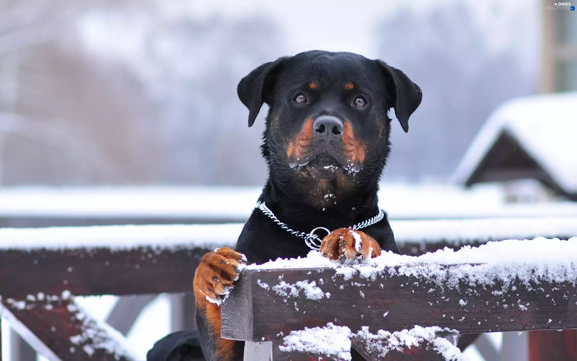 snow, Rottweiler, Fance
