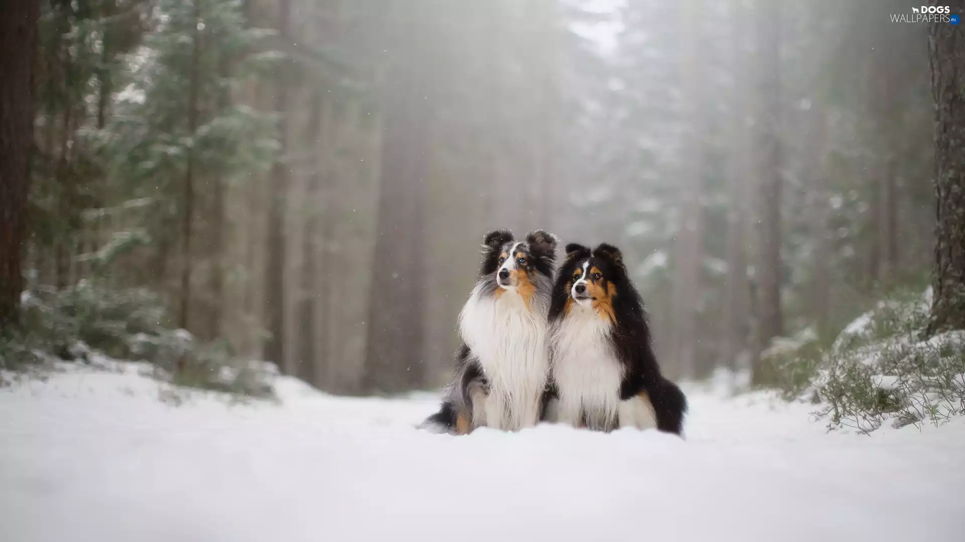 Dogs, snow, forest, Shetland Sheepdogs