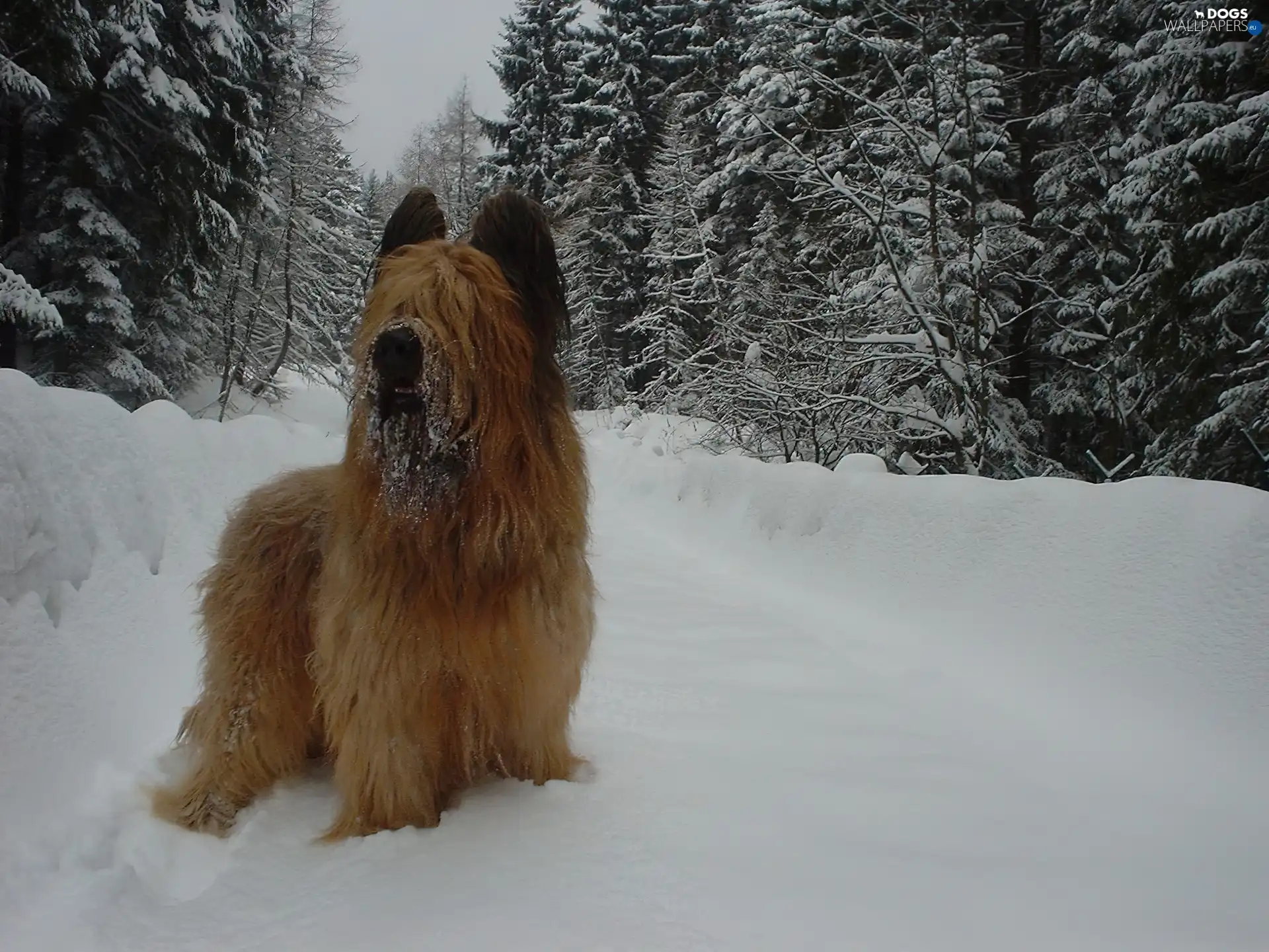 snow, Christmas, Shepherd French Briard