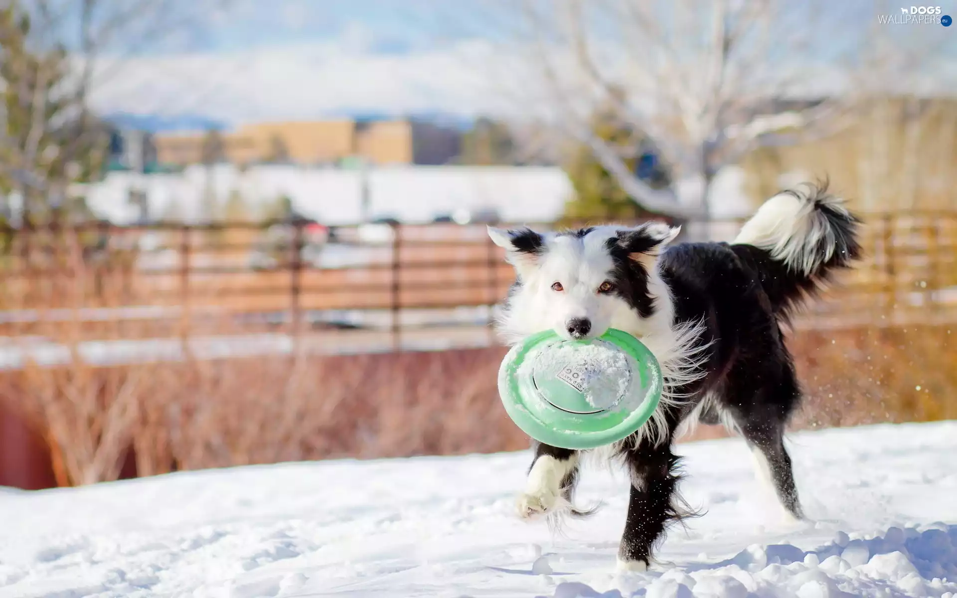 snow, dog, Frisbee