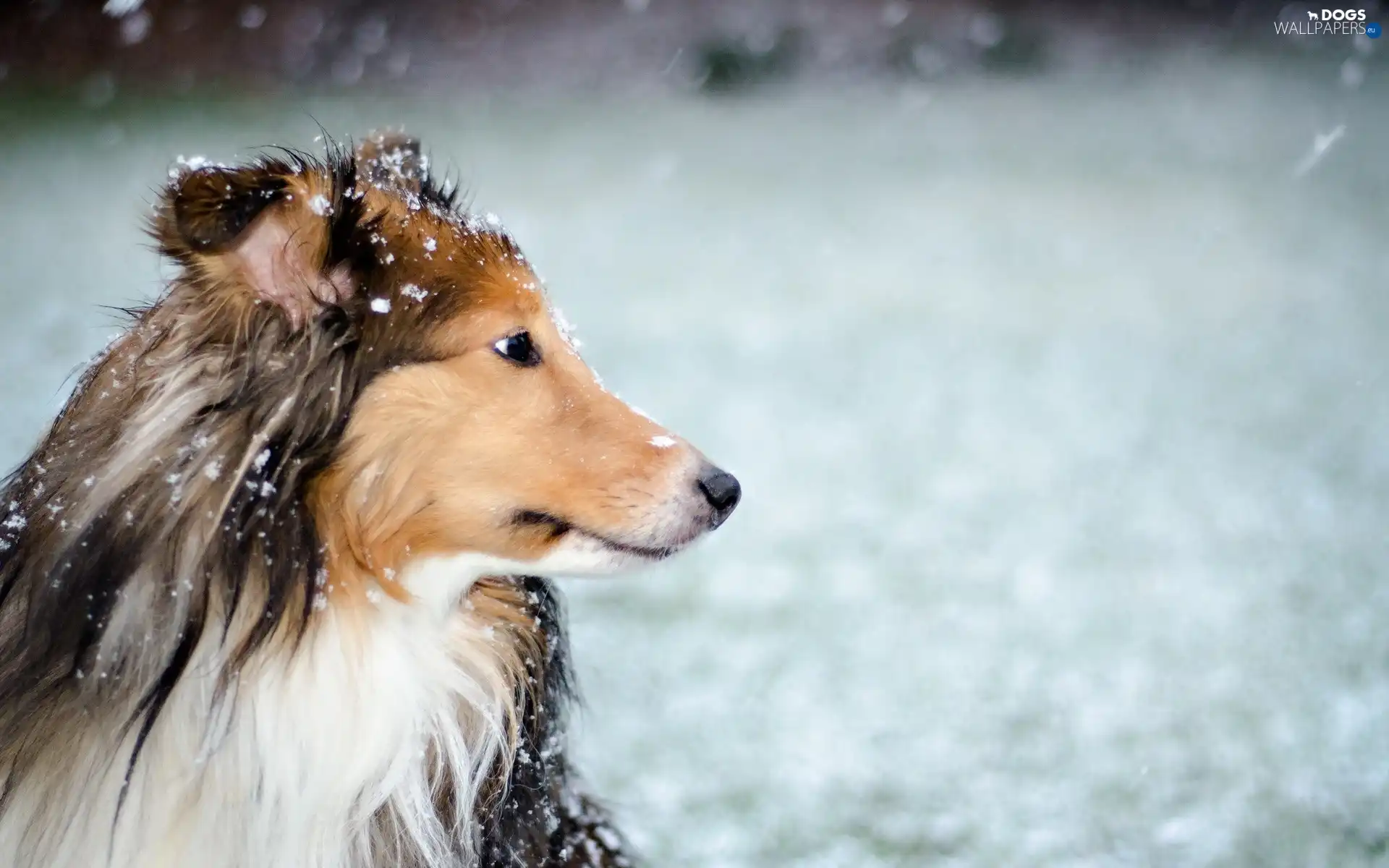 Fur, snow, dog
