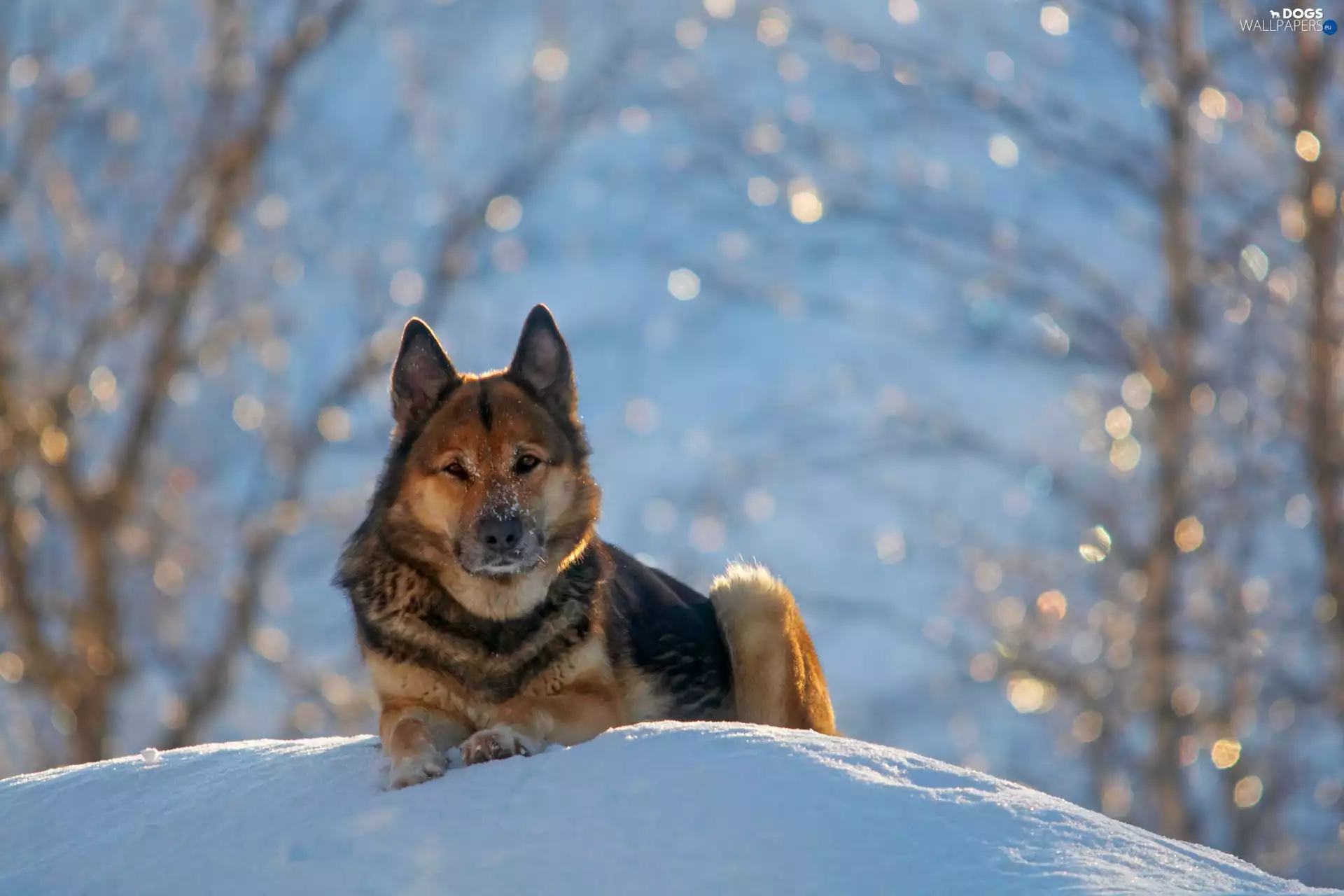 German Shepherd, winter, snow