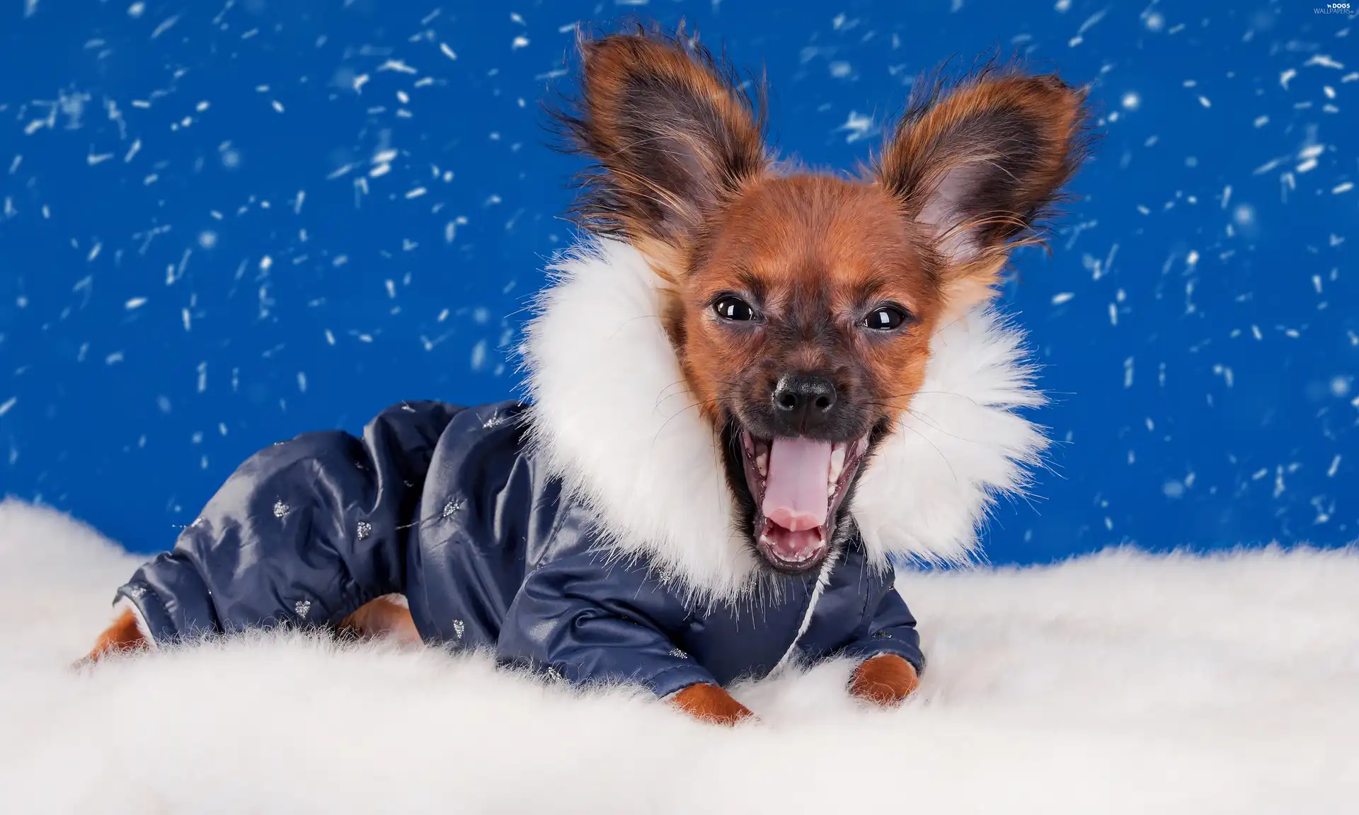 snow, clothes, funny, graphics, doggy