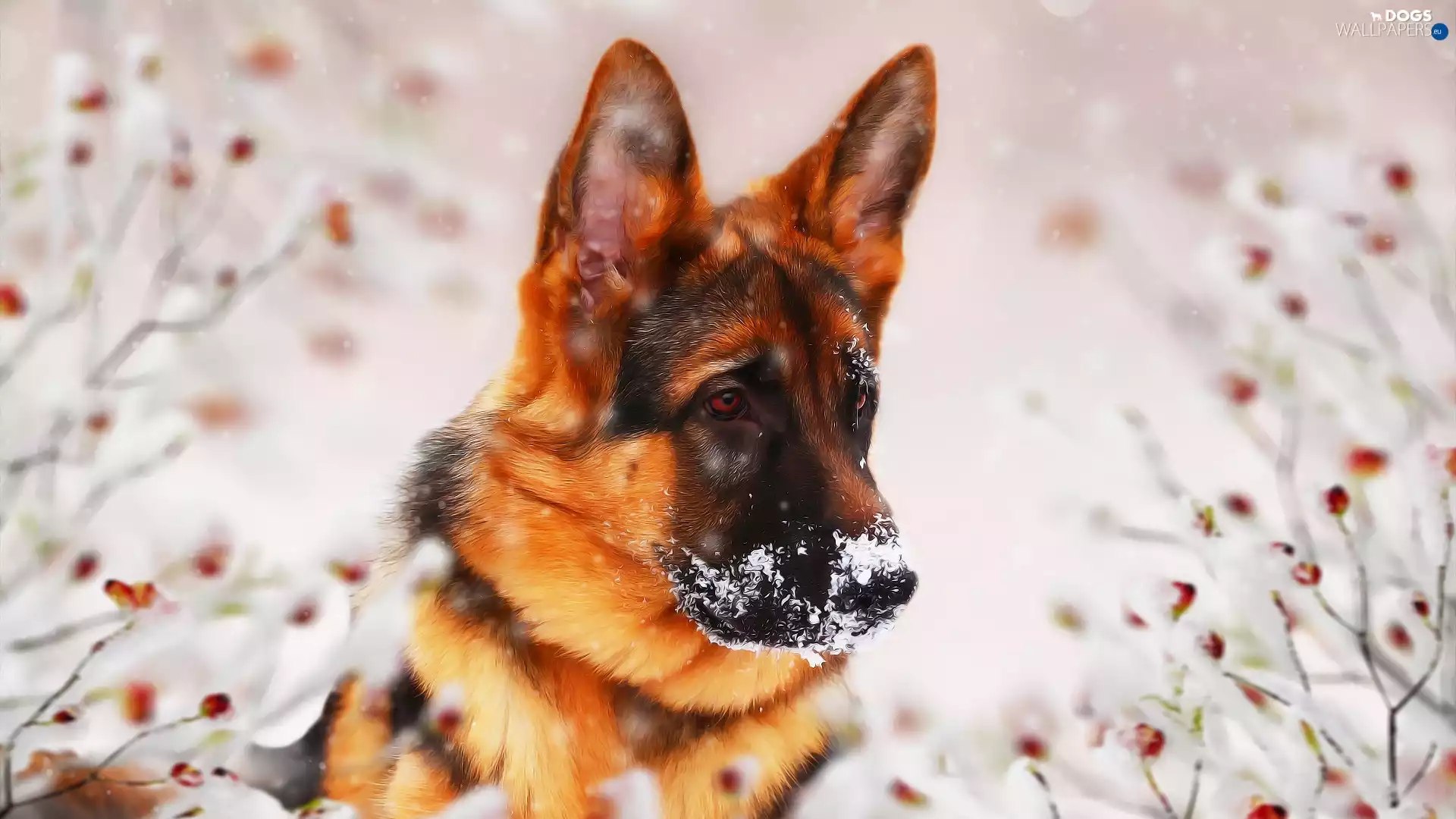 dog, snow, graphics, German Shepherd