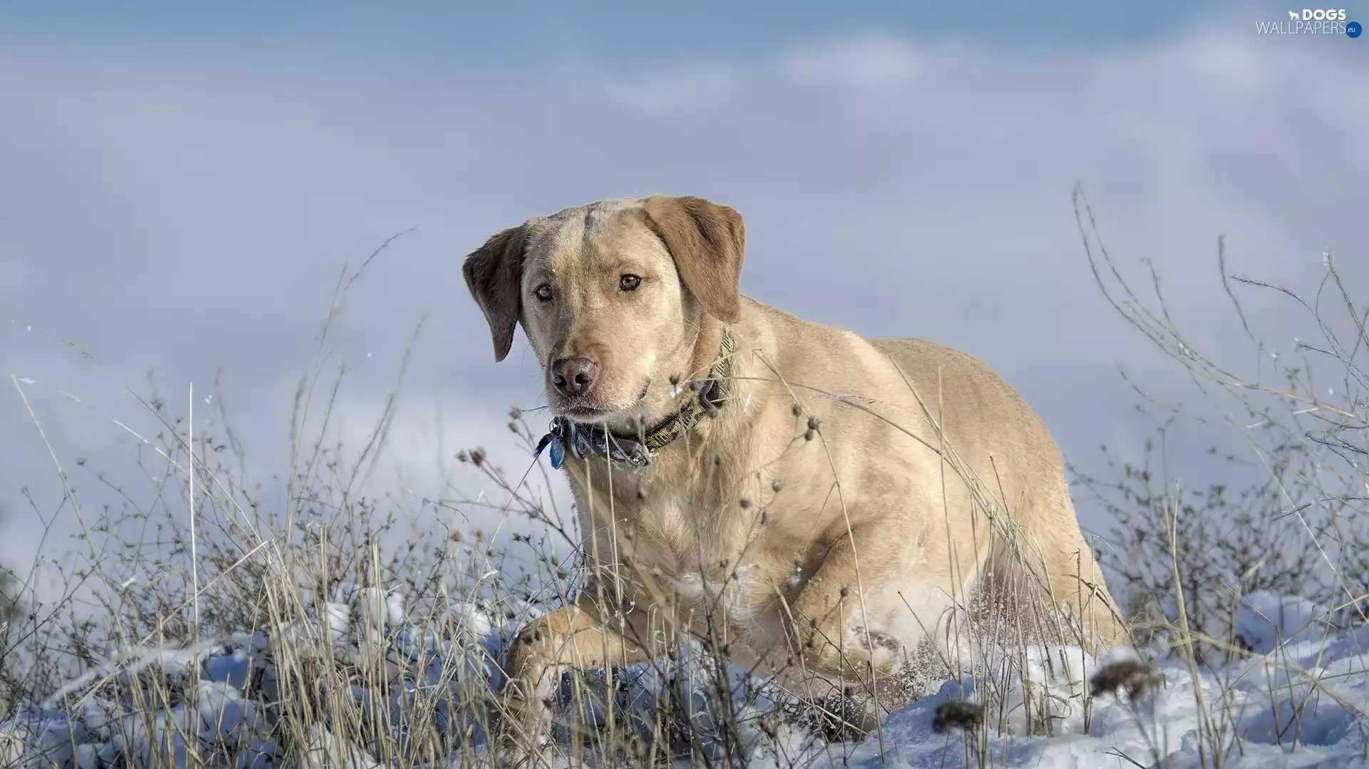 snow, Labrador, grass