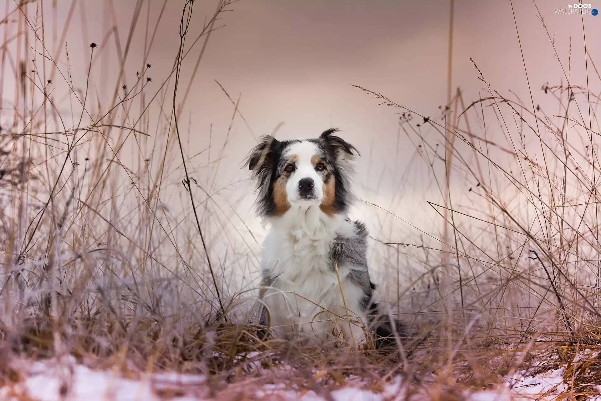 grass, Australian Shepherd, snow