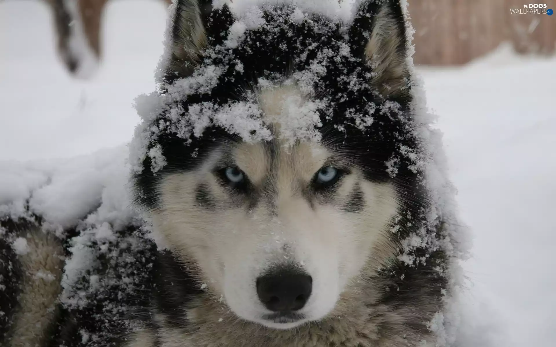 snow, dog, Husky