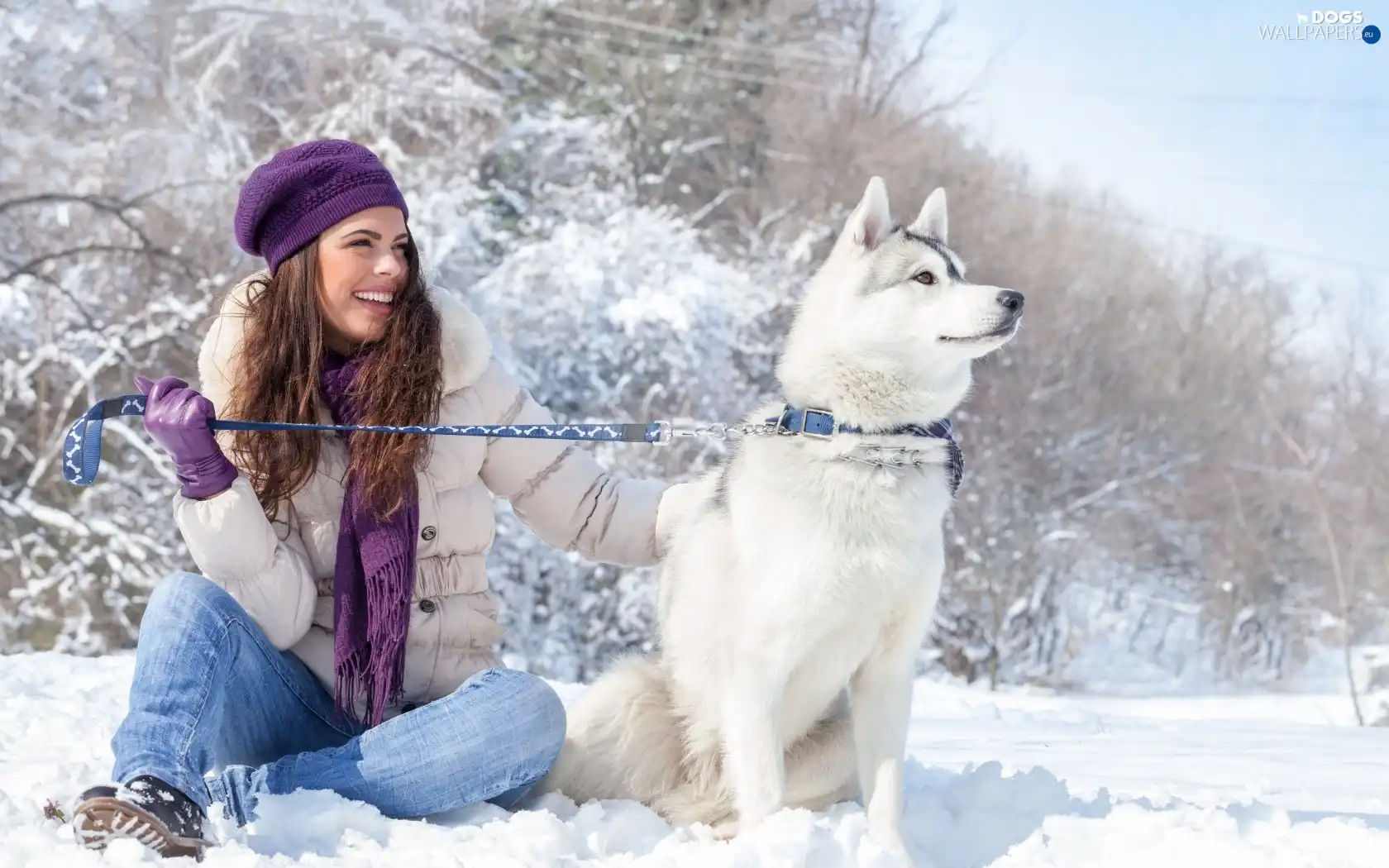 snow, winter, Siberian Husky, brunette