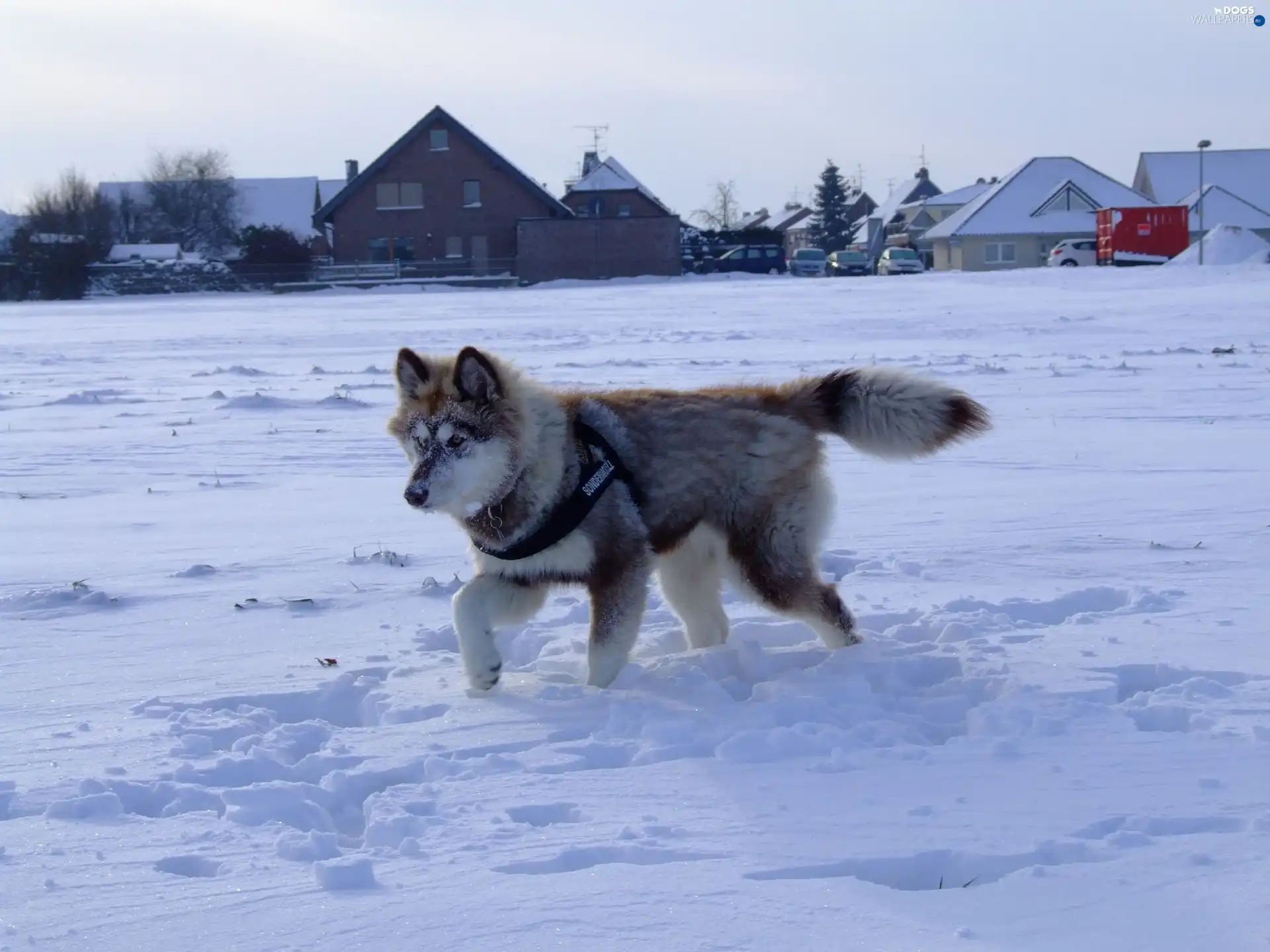 snow, Husky