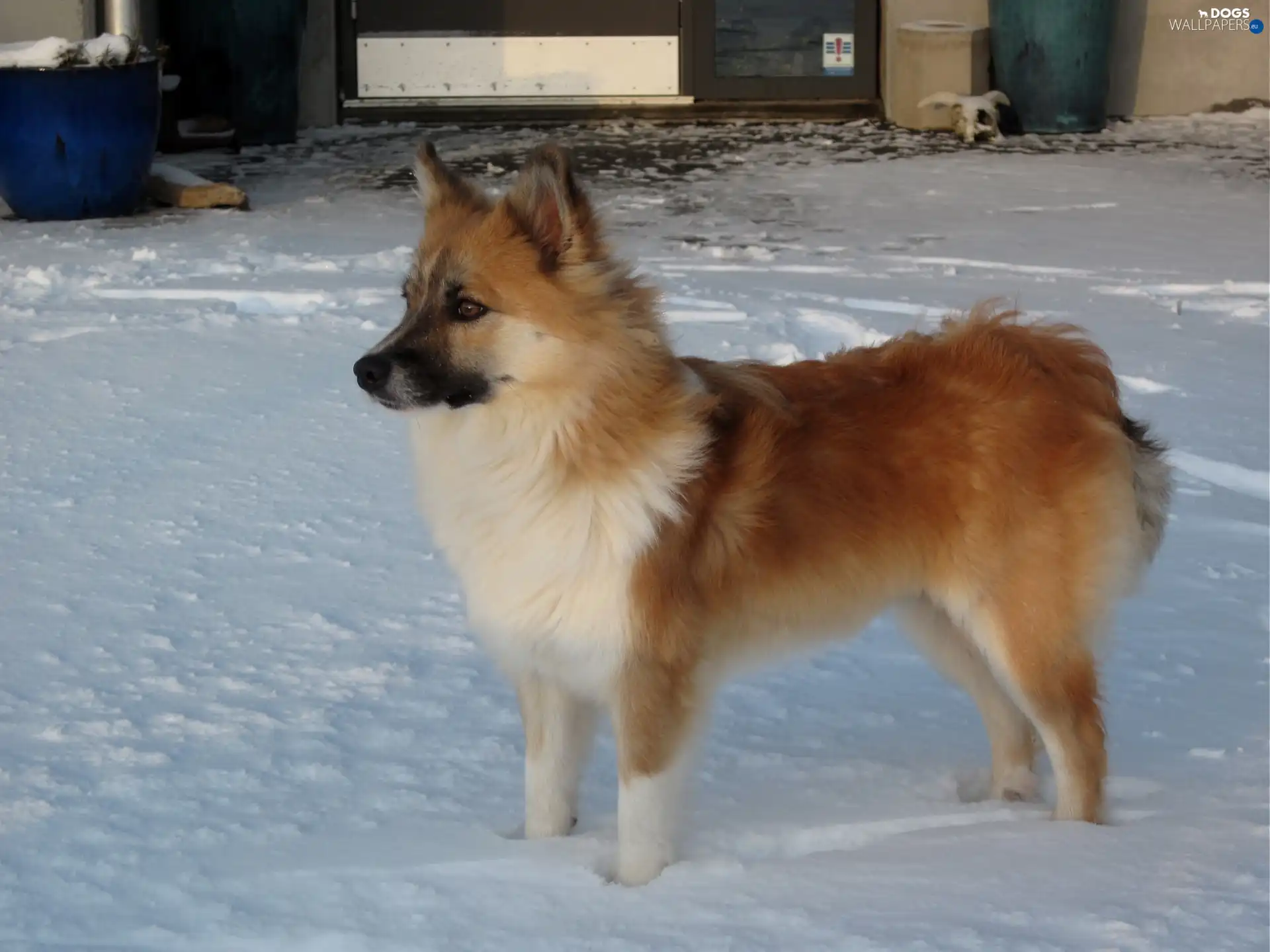 snow, The Icelandic Sheepdog