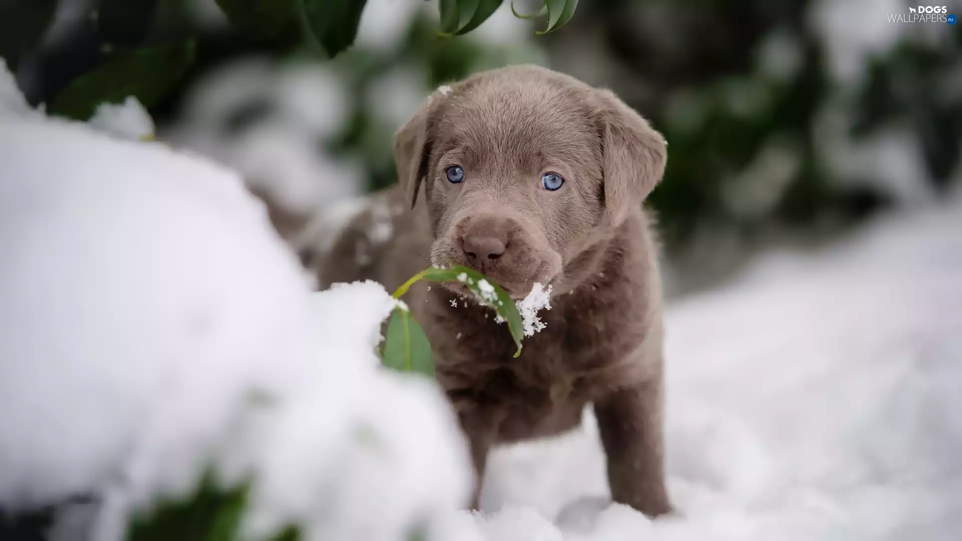 Puppy, snow, leaves, Labrador Retriever