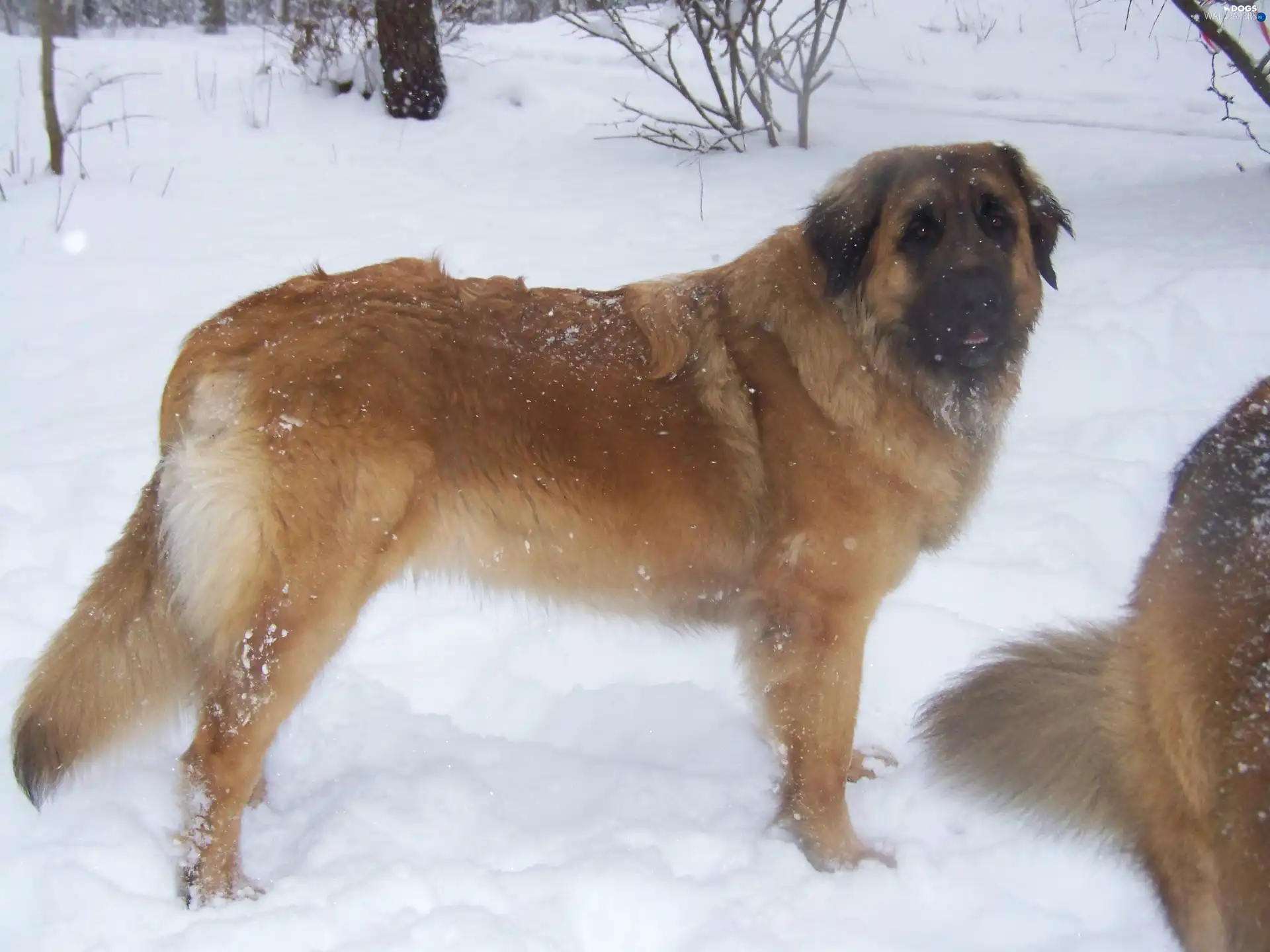 snow, Leonberger