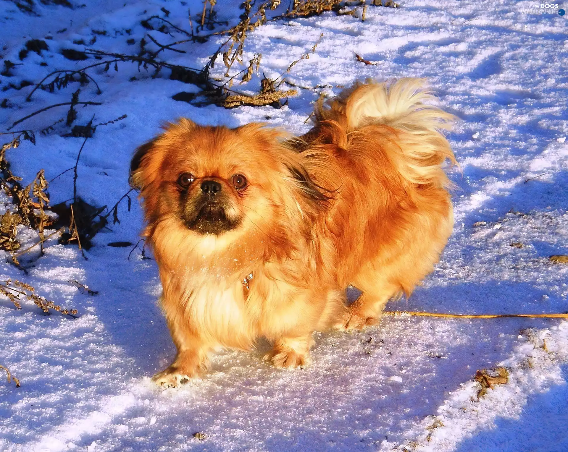 snow, doggy, pekinese