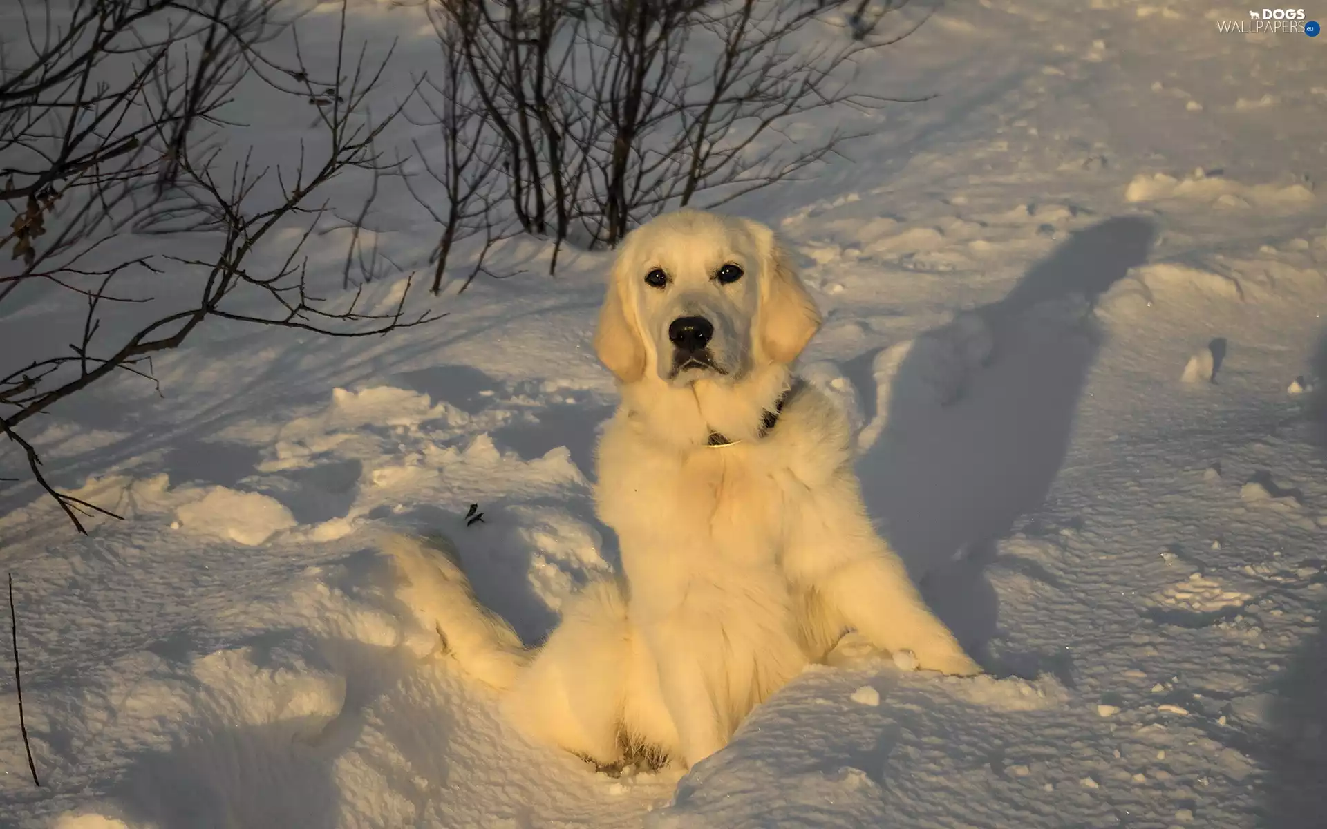 snow, dog, retriever