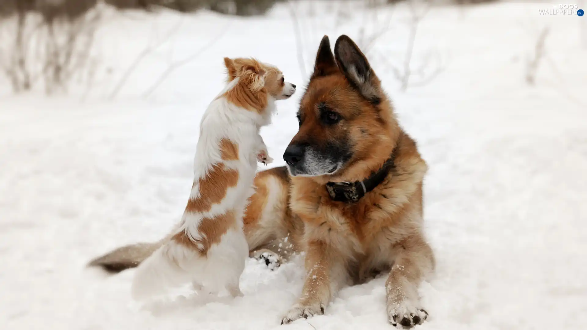 snow, german, Dogs, Chihuahua, sheep-dog