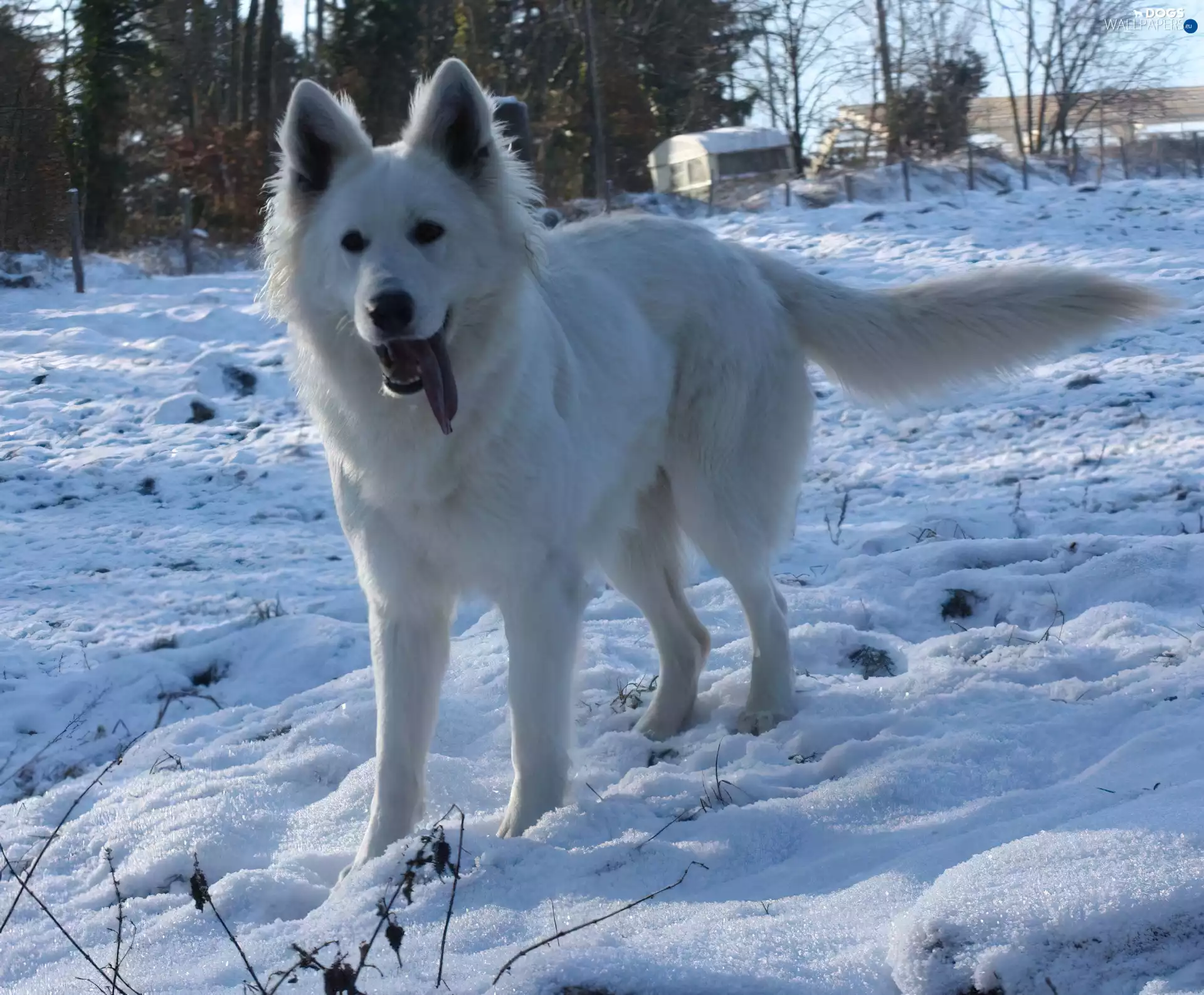 Shepherd US-Canadian, snow