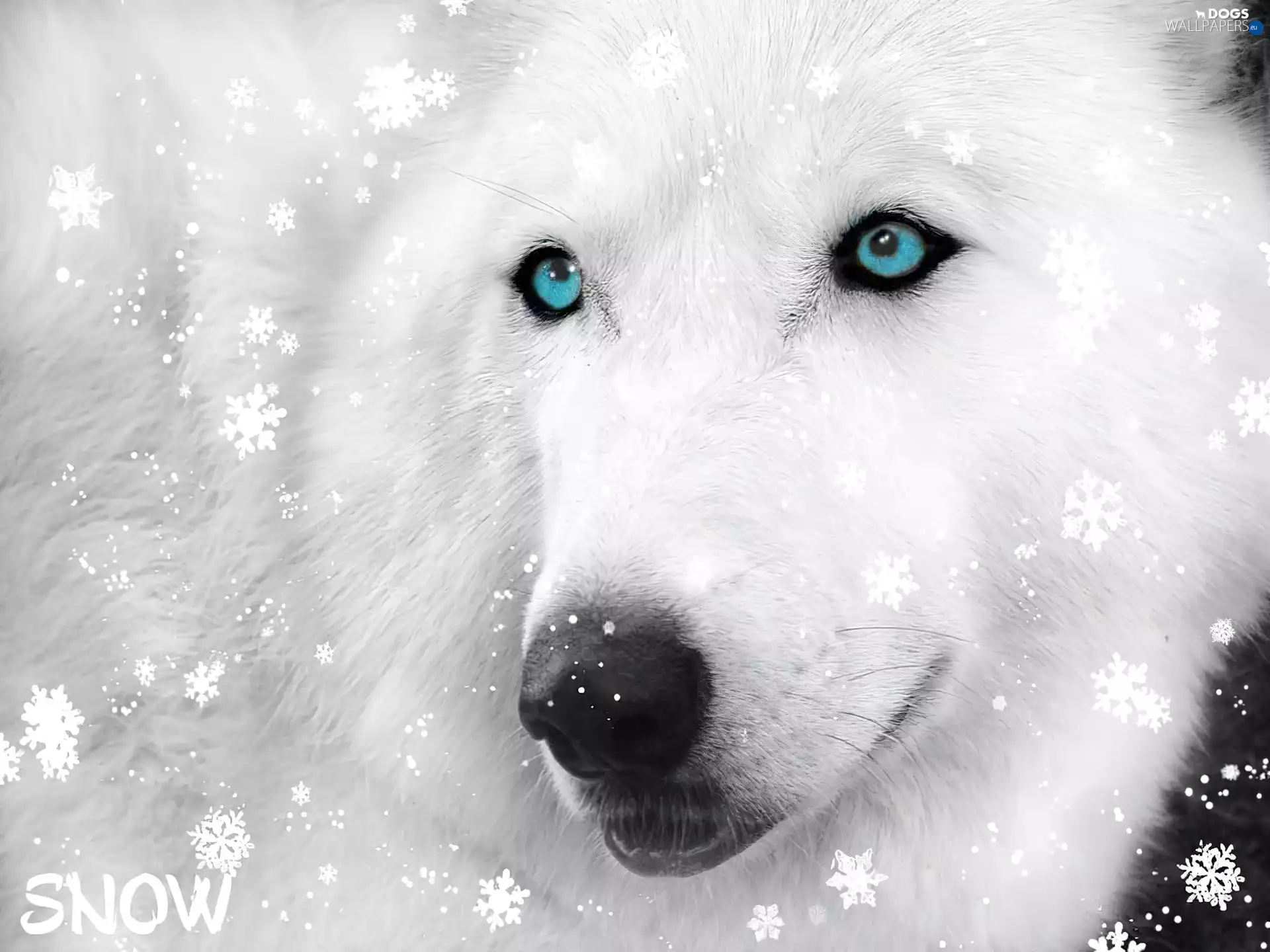 Siberian Husky, flakes, snow