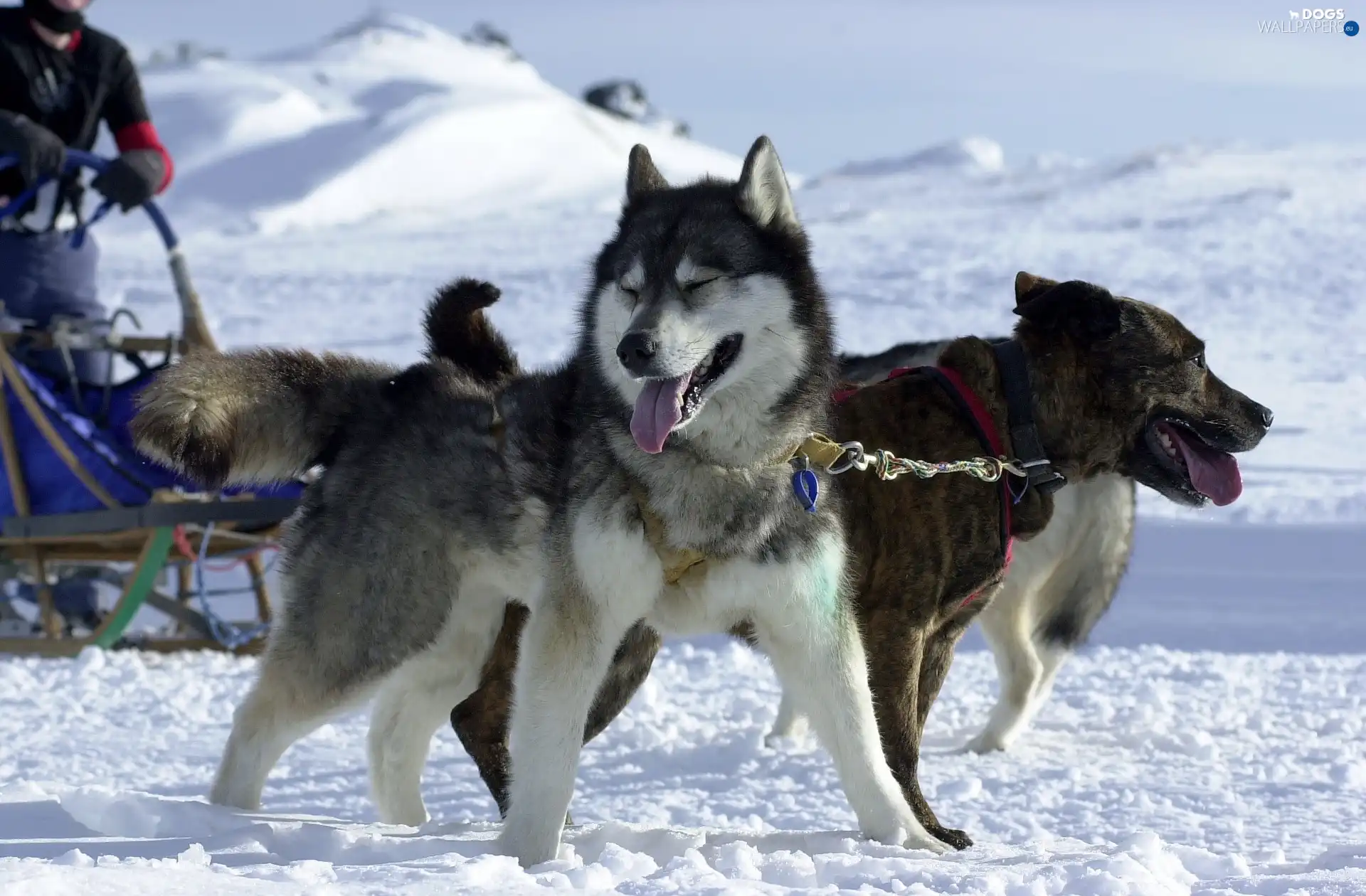 snow, sleigh, Siberian Husky