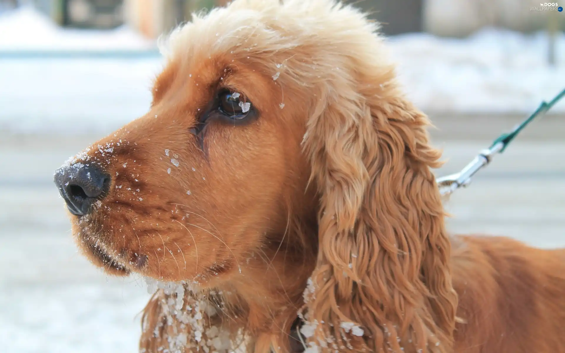 Spaniel, snow, Cocker