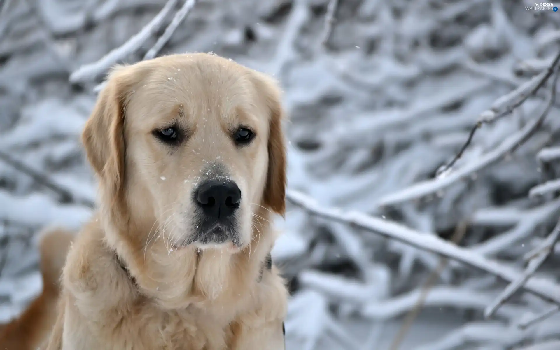 snow, branch pics, Sponge, Labrador