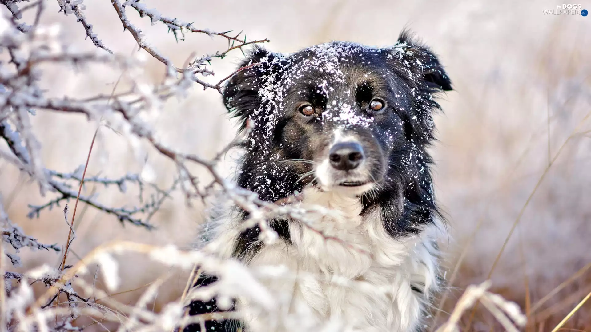 dog, snow, Twigs, Border Collie