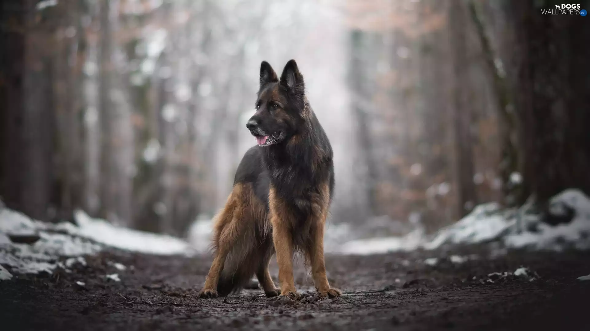 Path, dog, viewes, snow, trees, German Shepherd