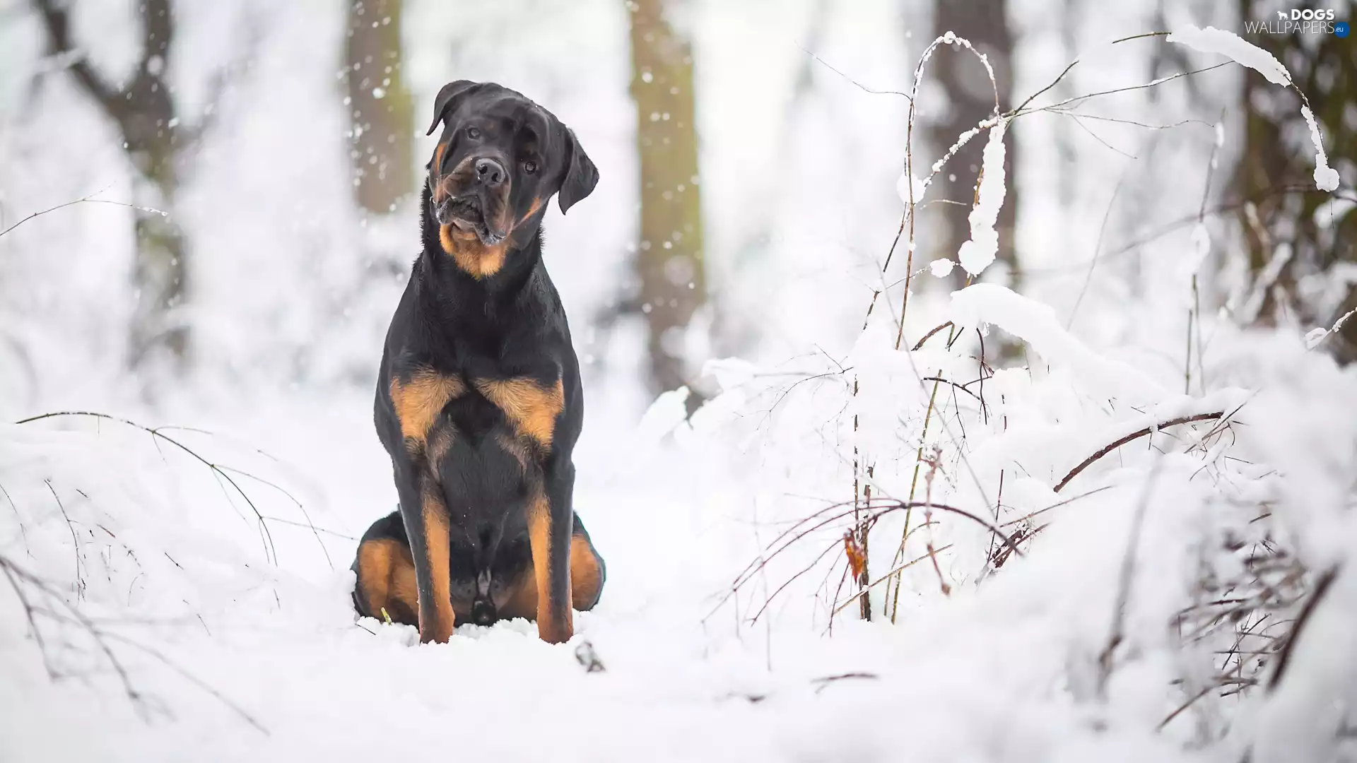forest, Rottweiler, viewes, snow, dog, trees, Twigs