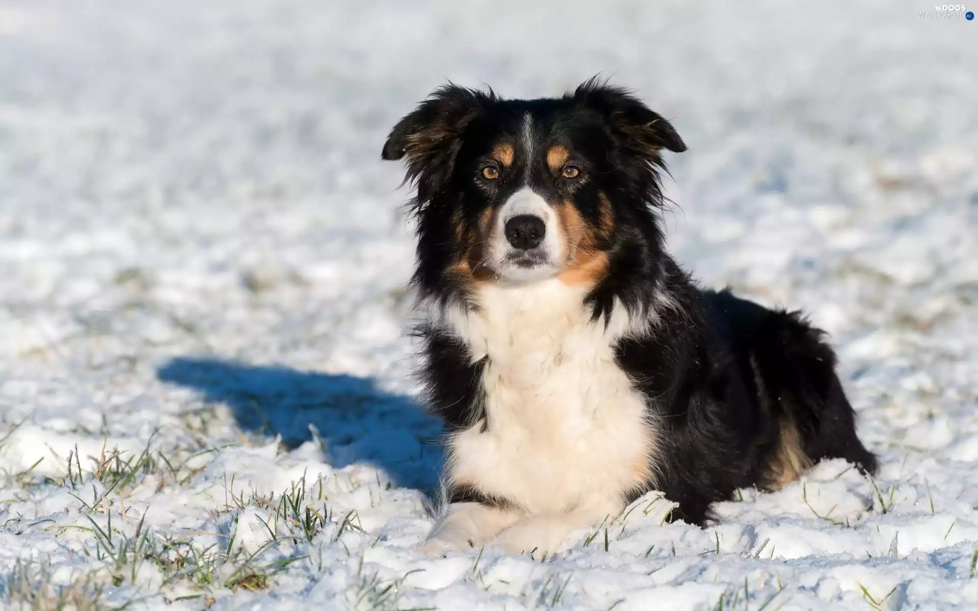 winter, Border Collie, snow