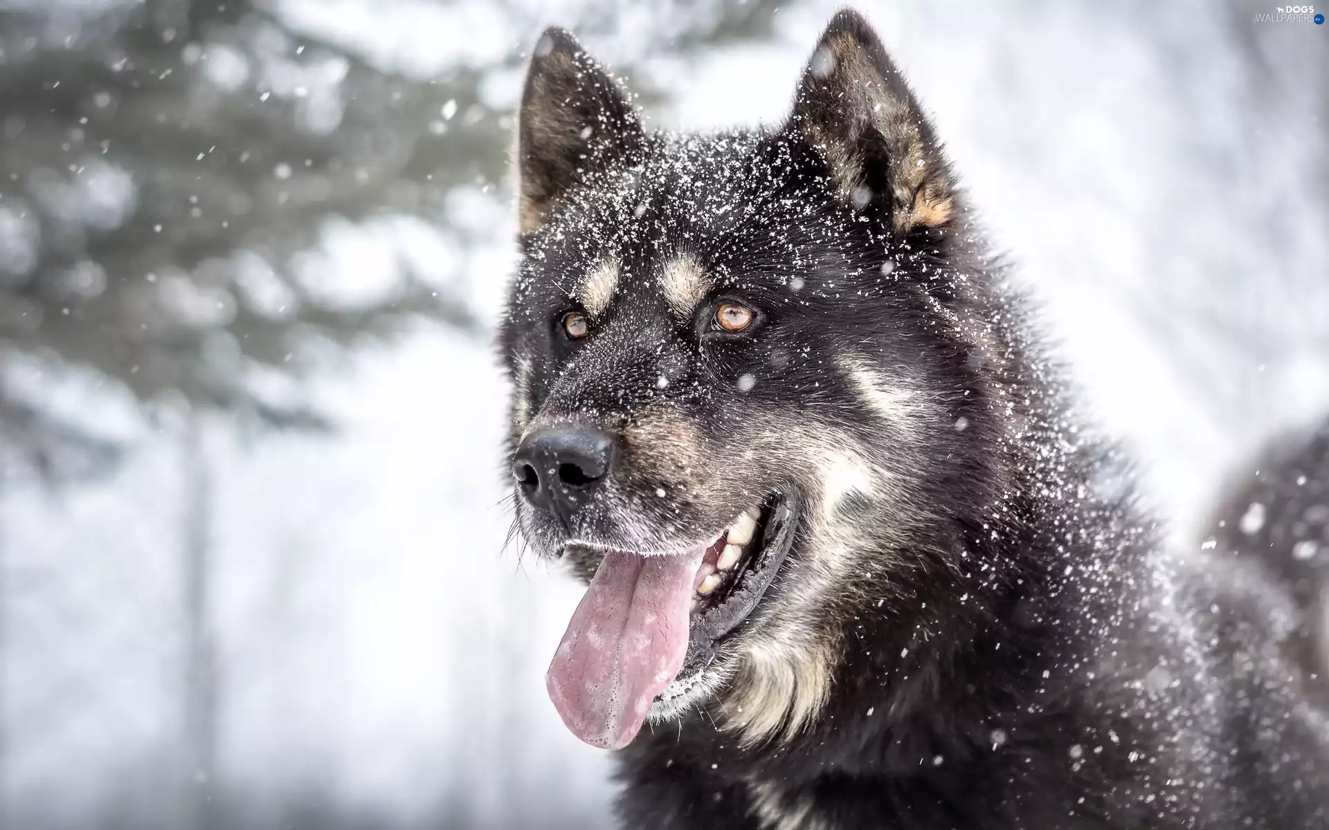 winter, Greenland Dog, snow