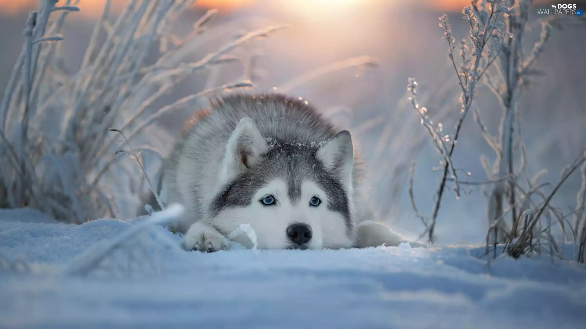 Siberian Husky, muzzle, snow, dog, winter