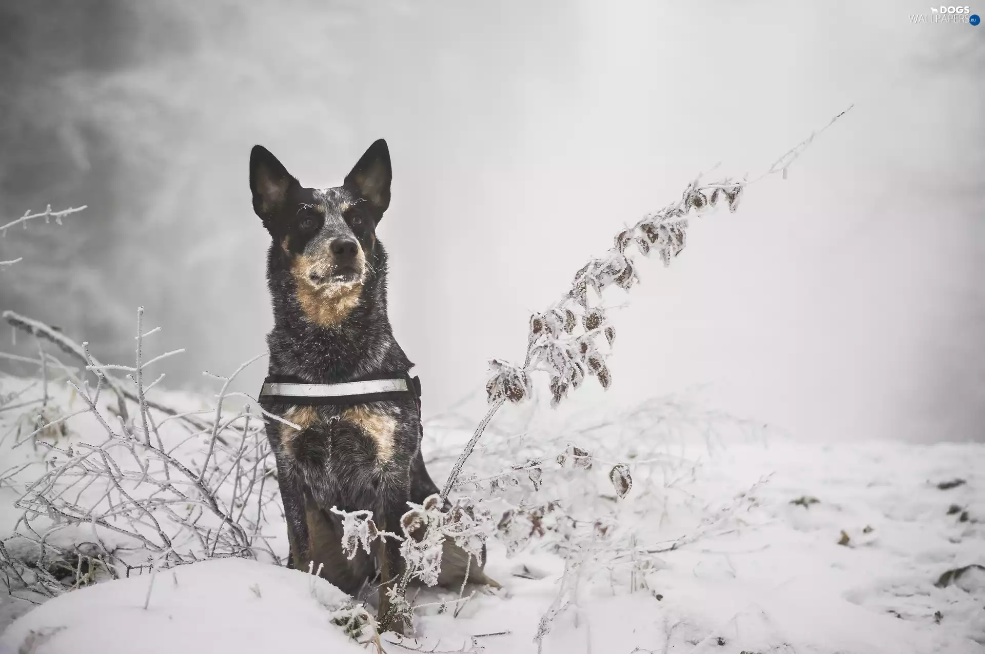 Twigs, Plants, winter, snow, Australian cattle dog