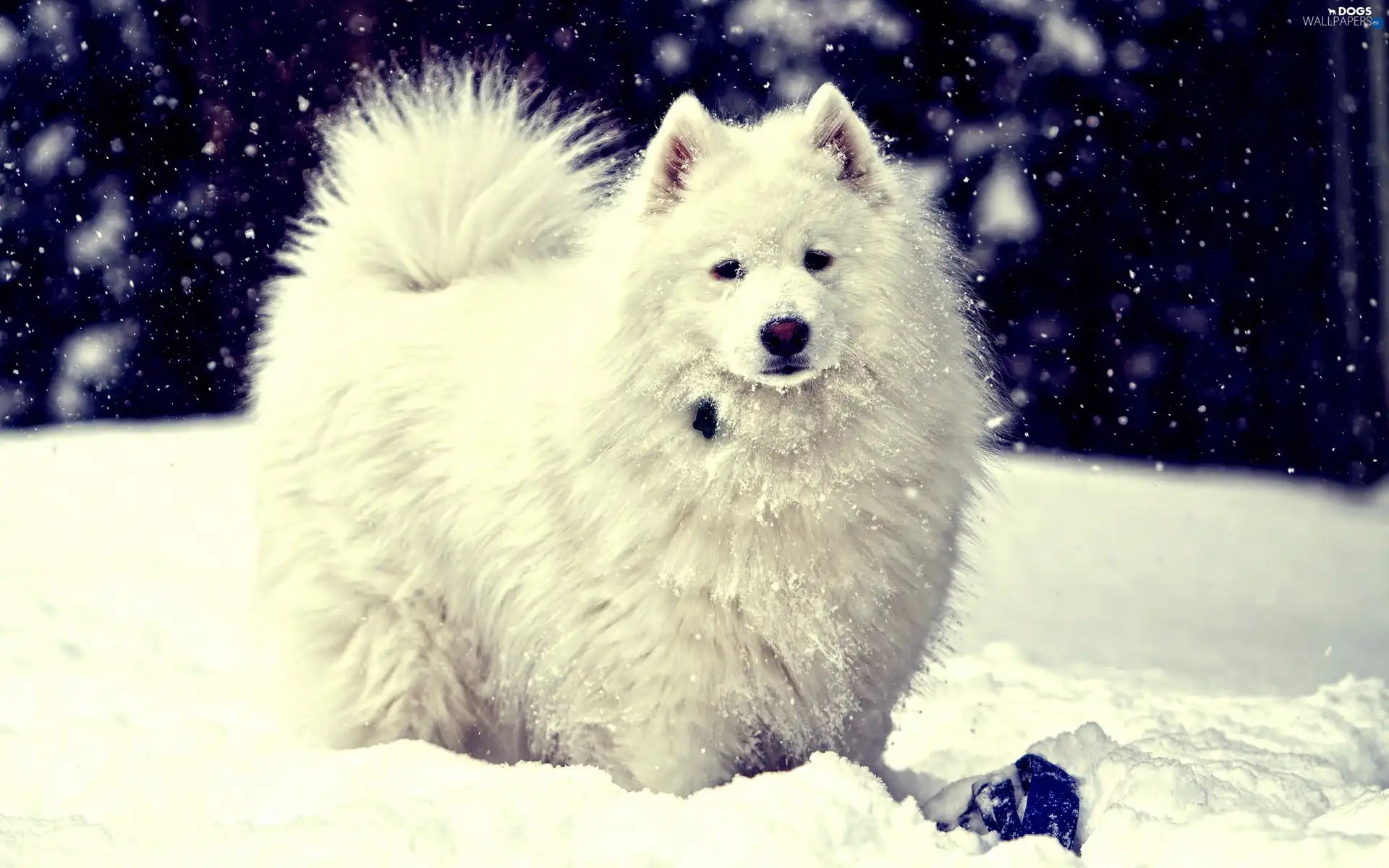 winter, snow, point