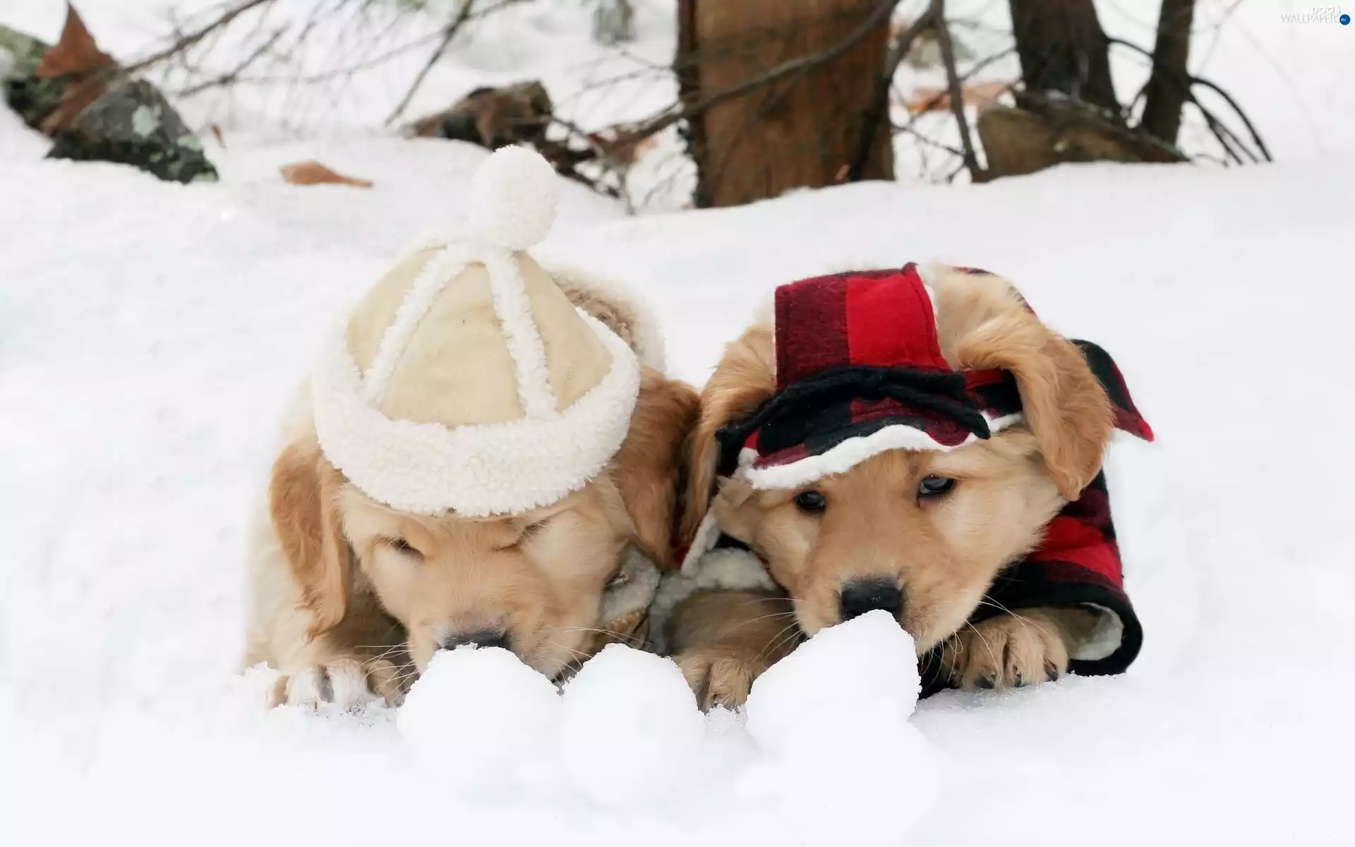 puppies, Golden Retriever, snow, Dogs, winter