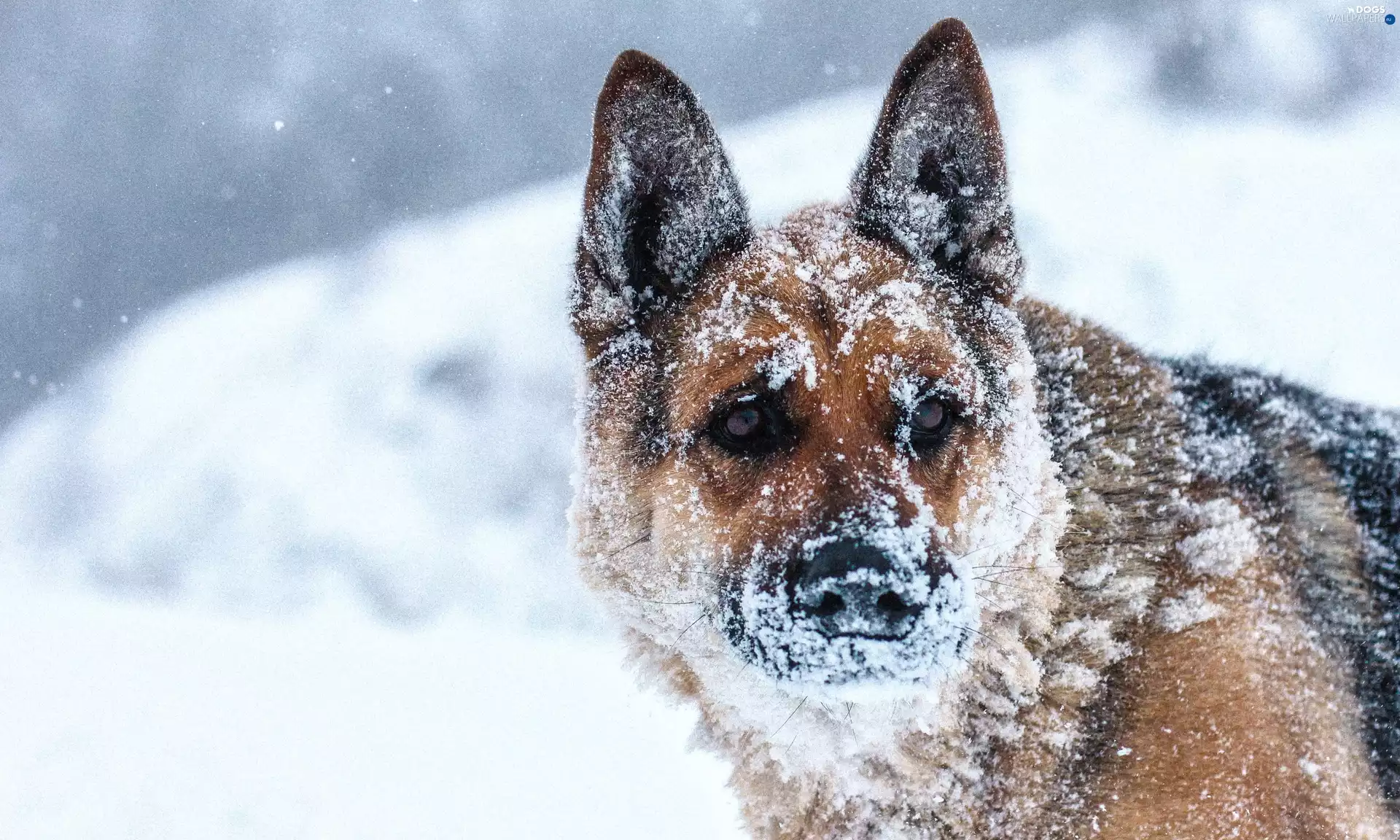winter, German Shepherd, snow