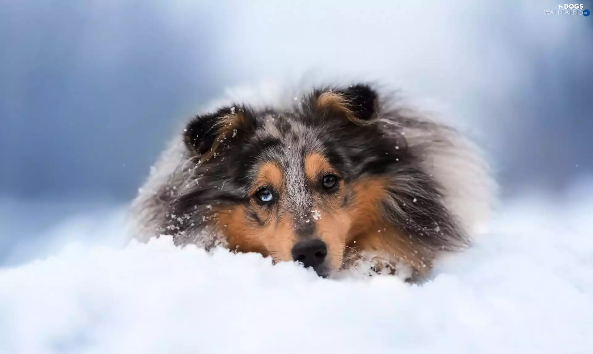 winter, Scottish Shepherd, snow