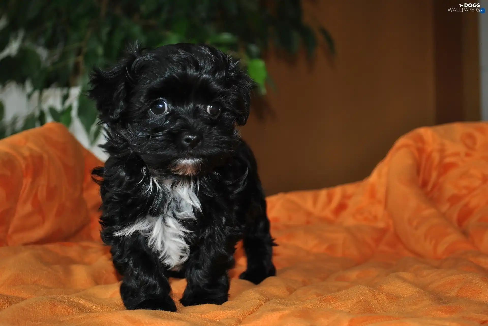 Sofa, Bichon, Black, doggy