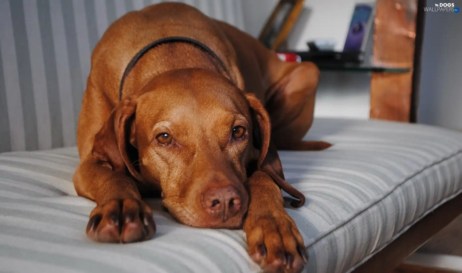 Blohormer, Sofa, dog