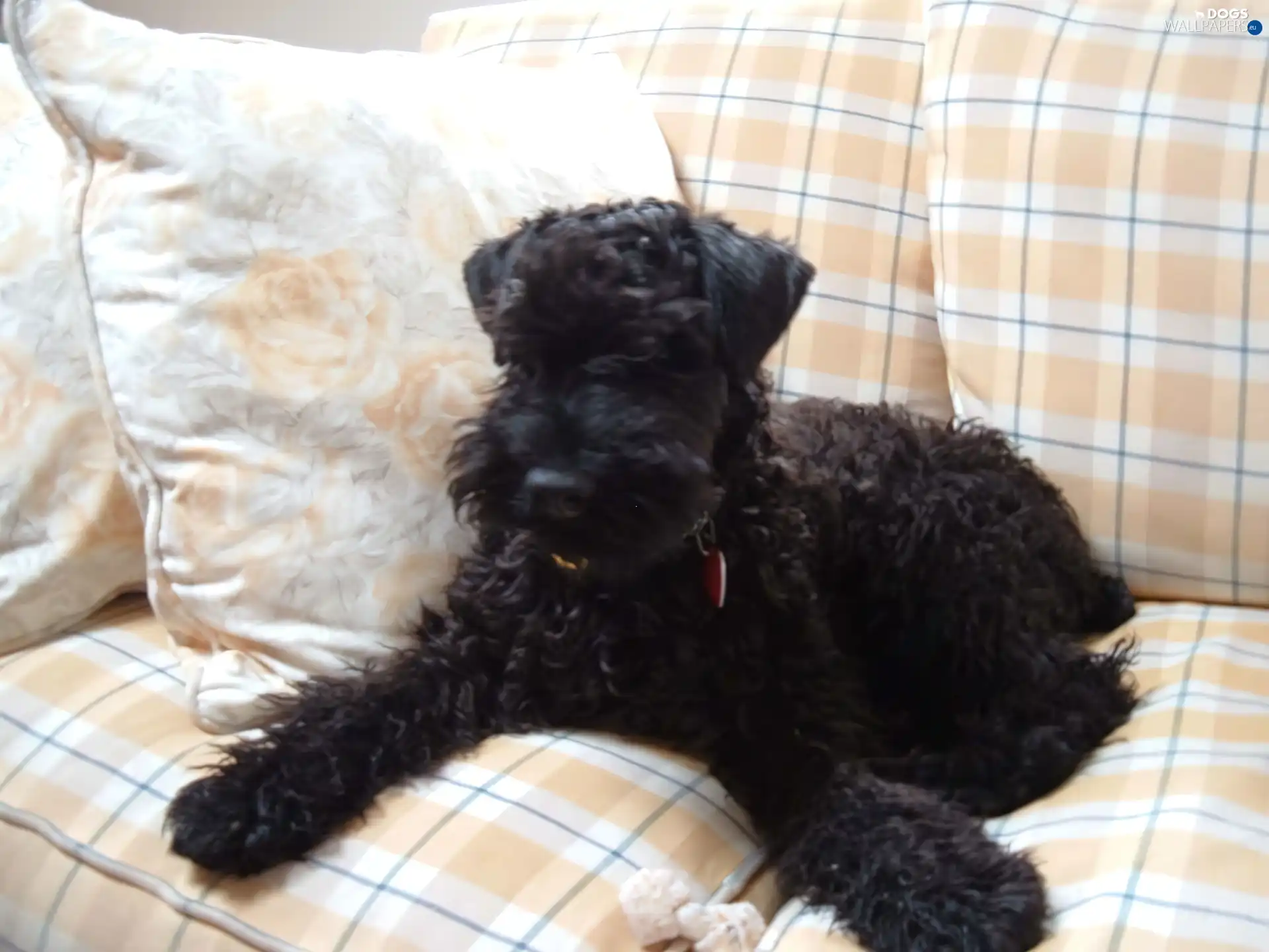 sofa, Kerry blue terrier