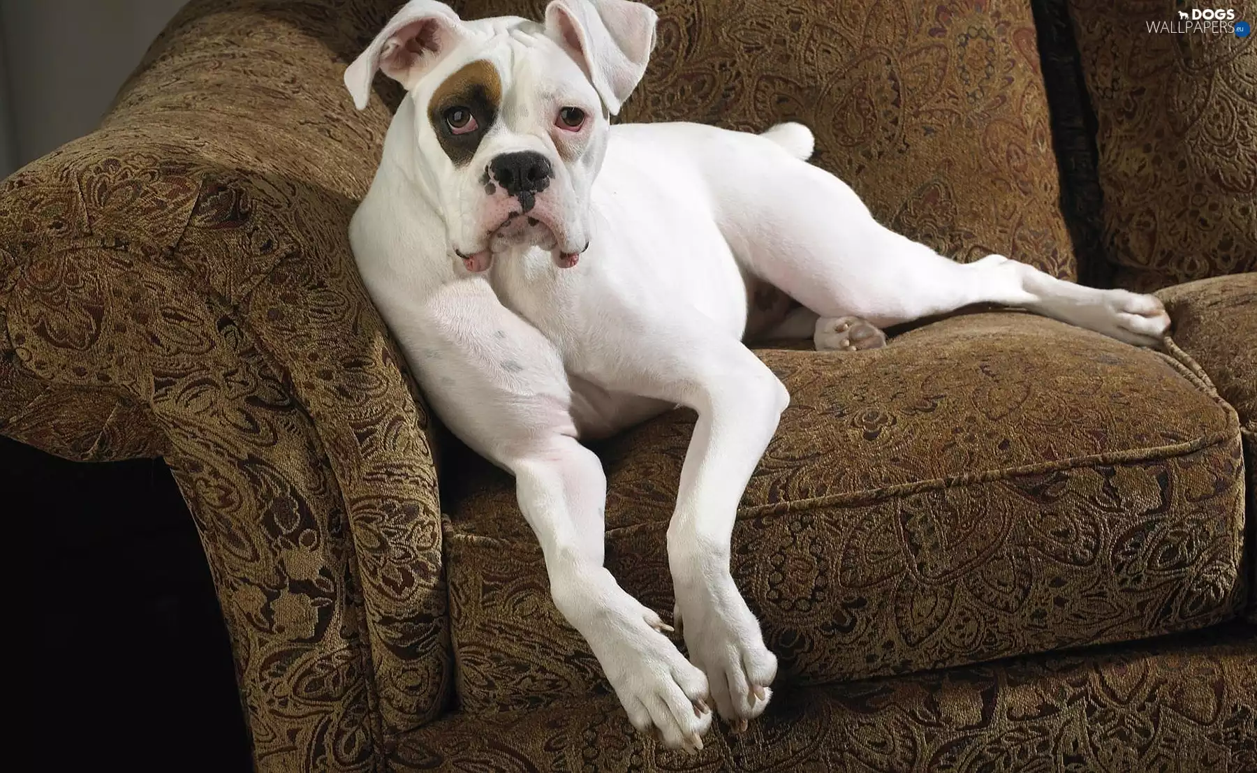 Sofa, White, boxer