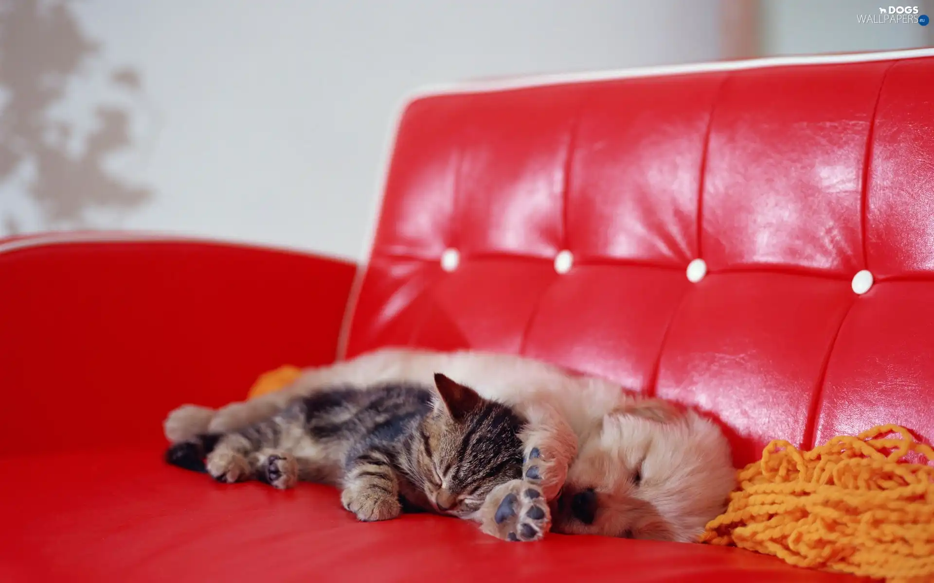 Sofa, red hot, cat, dog