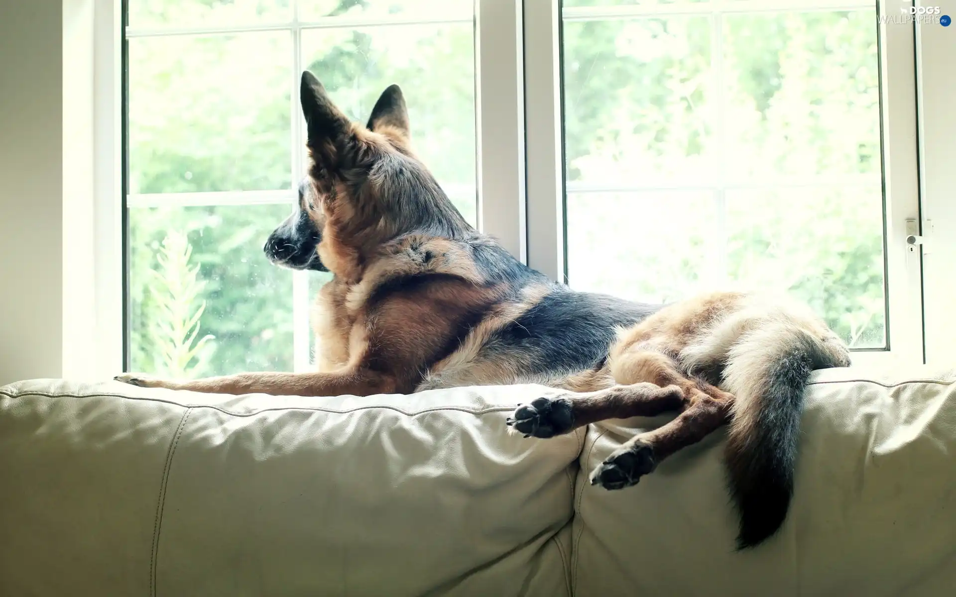 Sofa, Window, sheep-dog, german