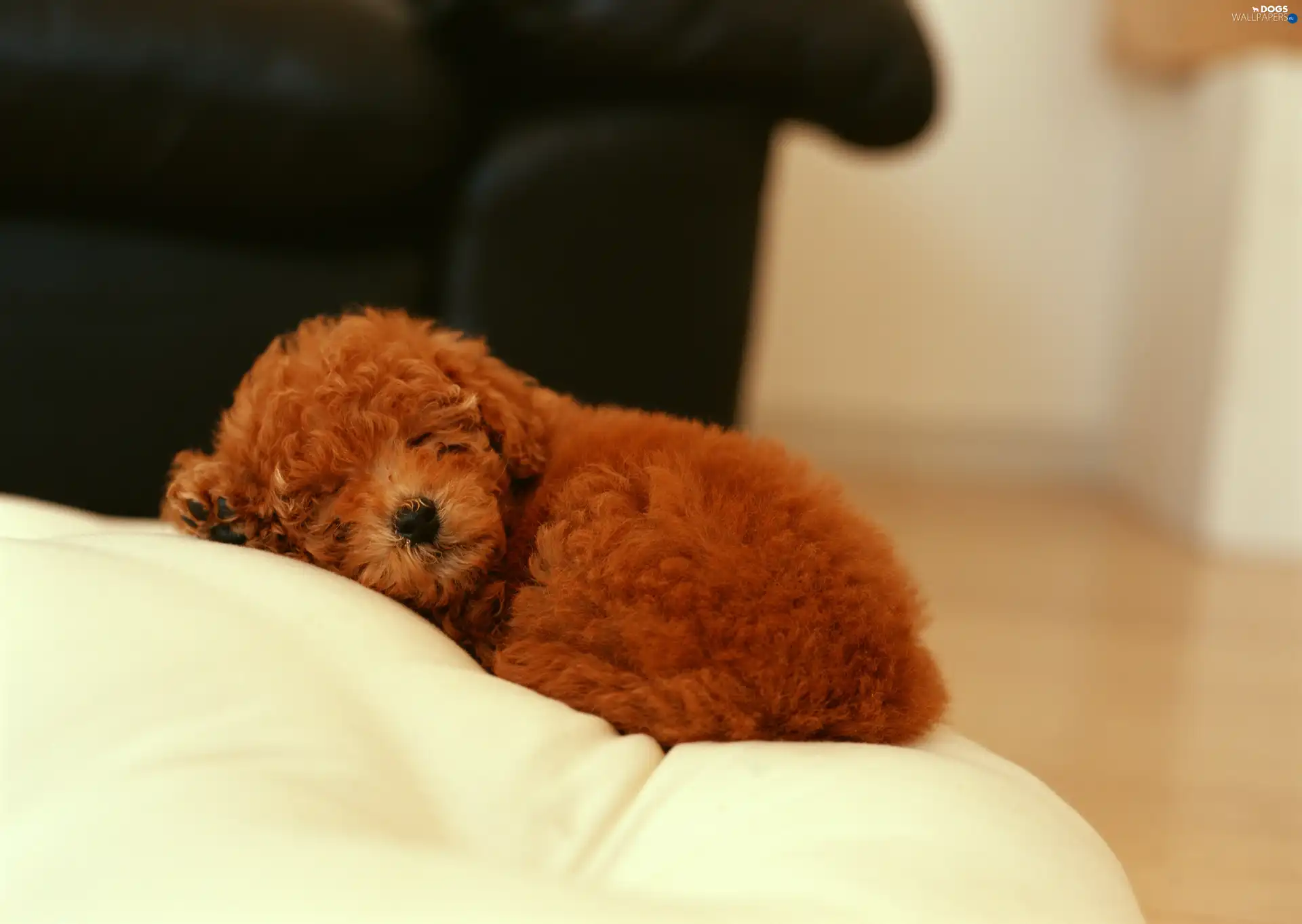 dog, sofa, sleepy