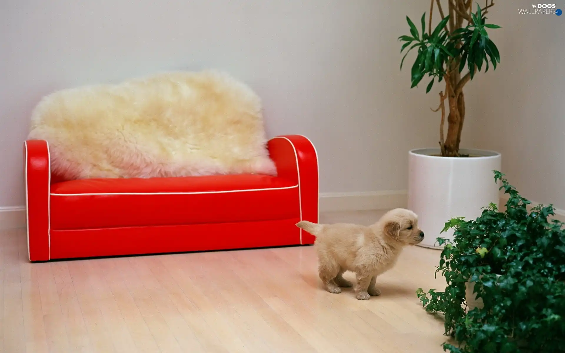sofa, floor, small, Flower, Puppy