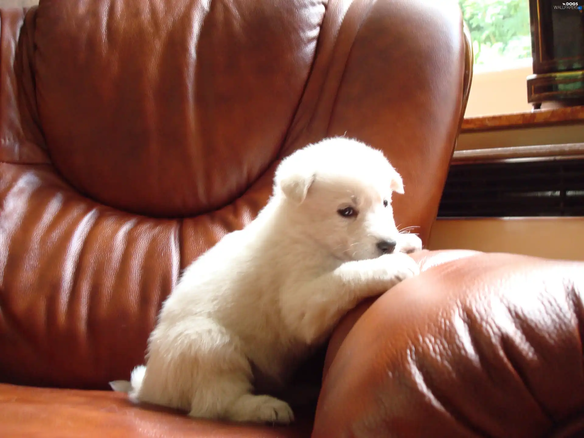 Sofa, Leather, small, Shepherd US-Canadian